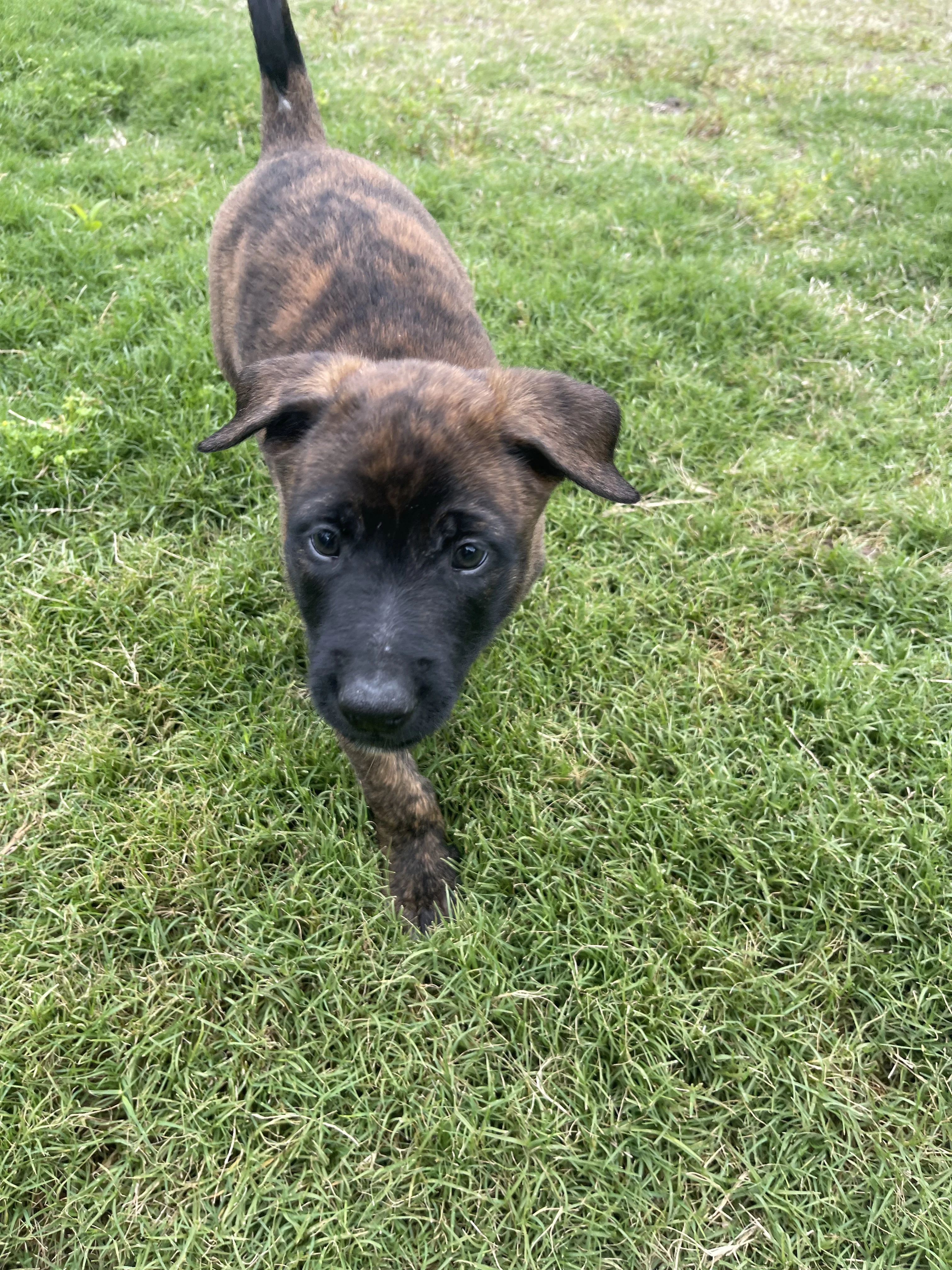Iroh from the Ranger x Mila litter during puppy evaluation and development.