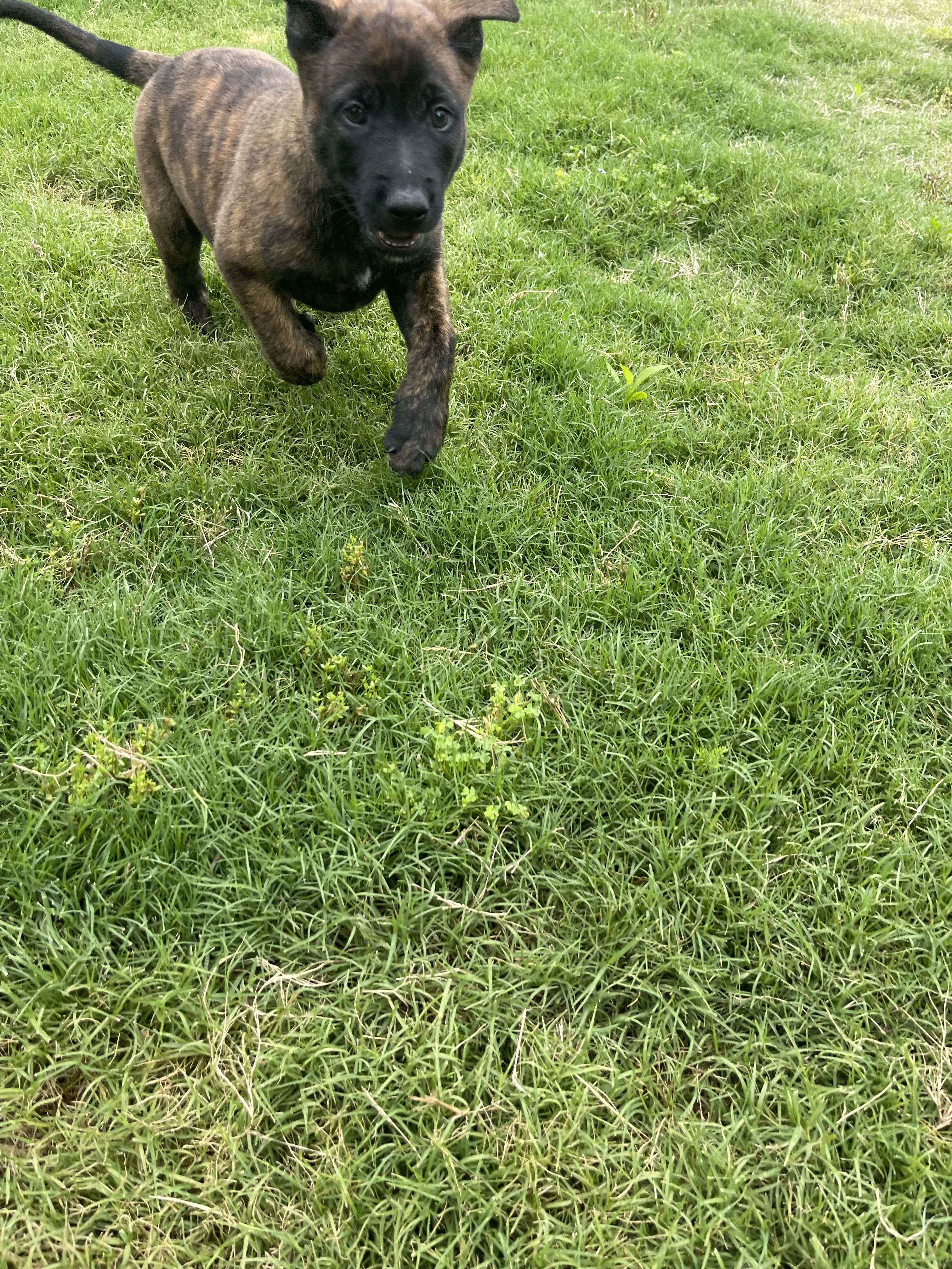 Iroh from the Ranger x Mila litter during puppy evaluation and development.