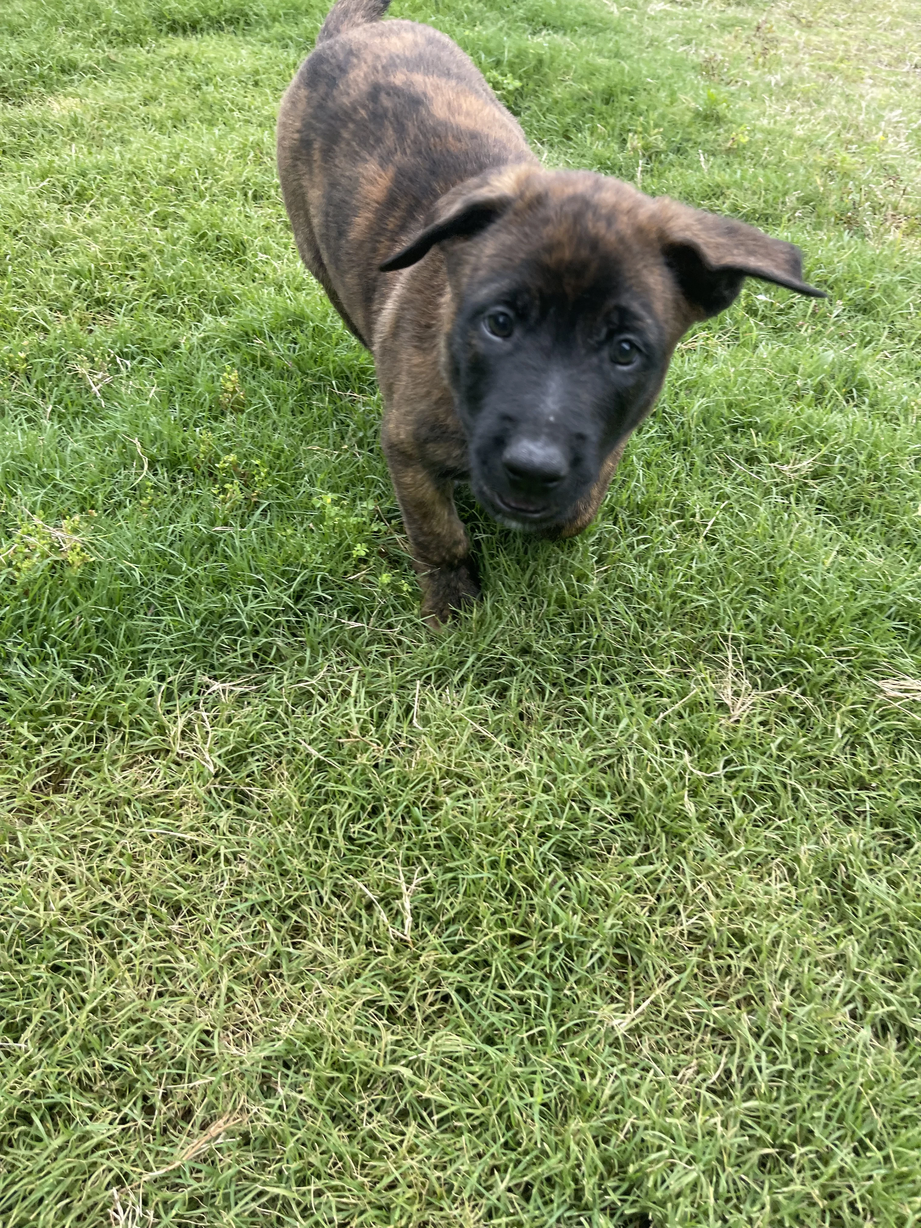 Iroh from the Ranger x Mila litter during puppy evaluation and development.