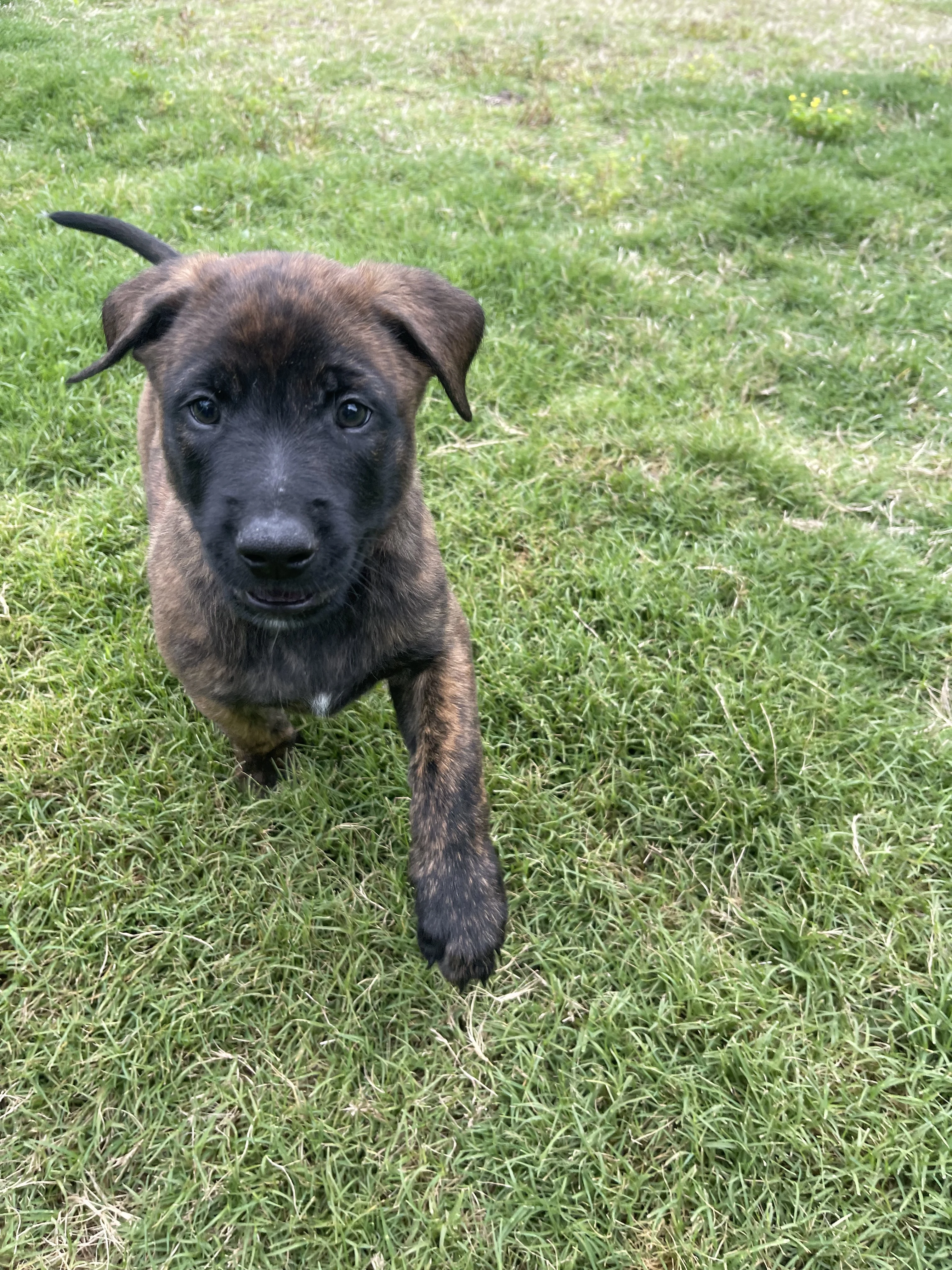 Iroh from the Ranger x Mila litter during puppy evaluation and development.