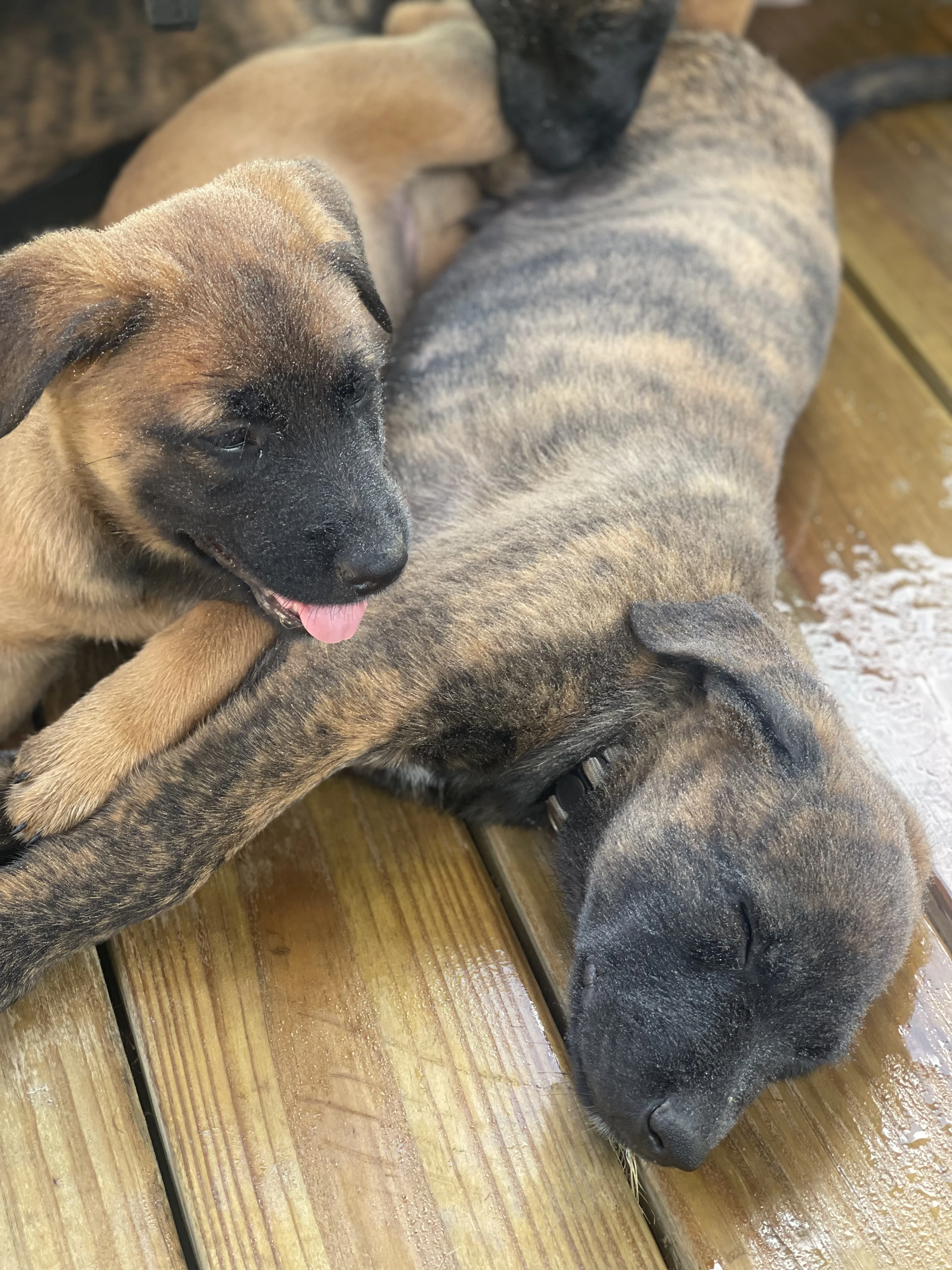 Iroh from the Ranger x Mila litter during puppy evaluation and development.