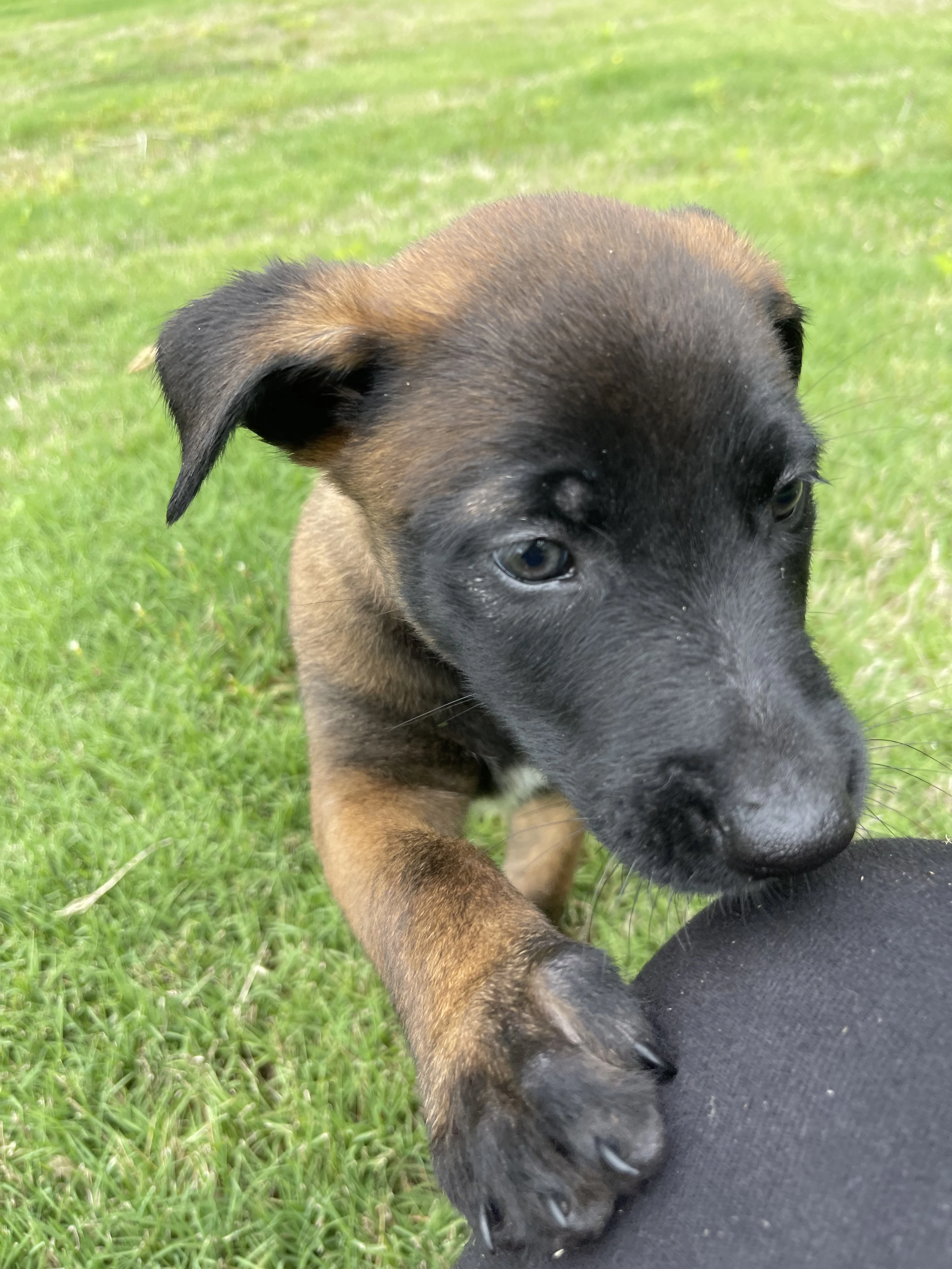 Katara from the Ranger x Mila litter during puppy evaluation and development.