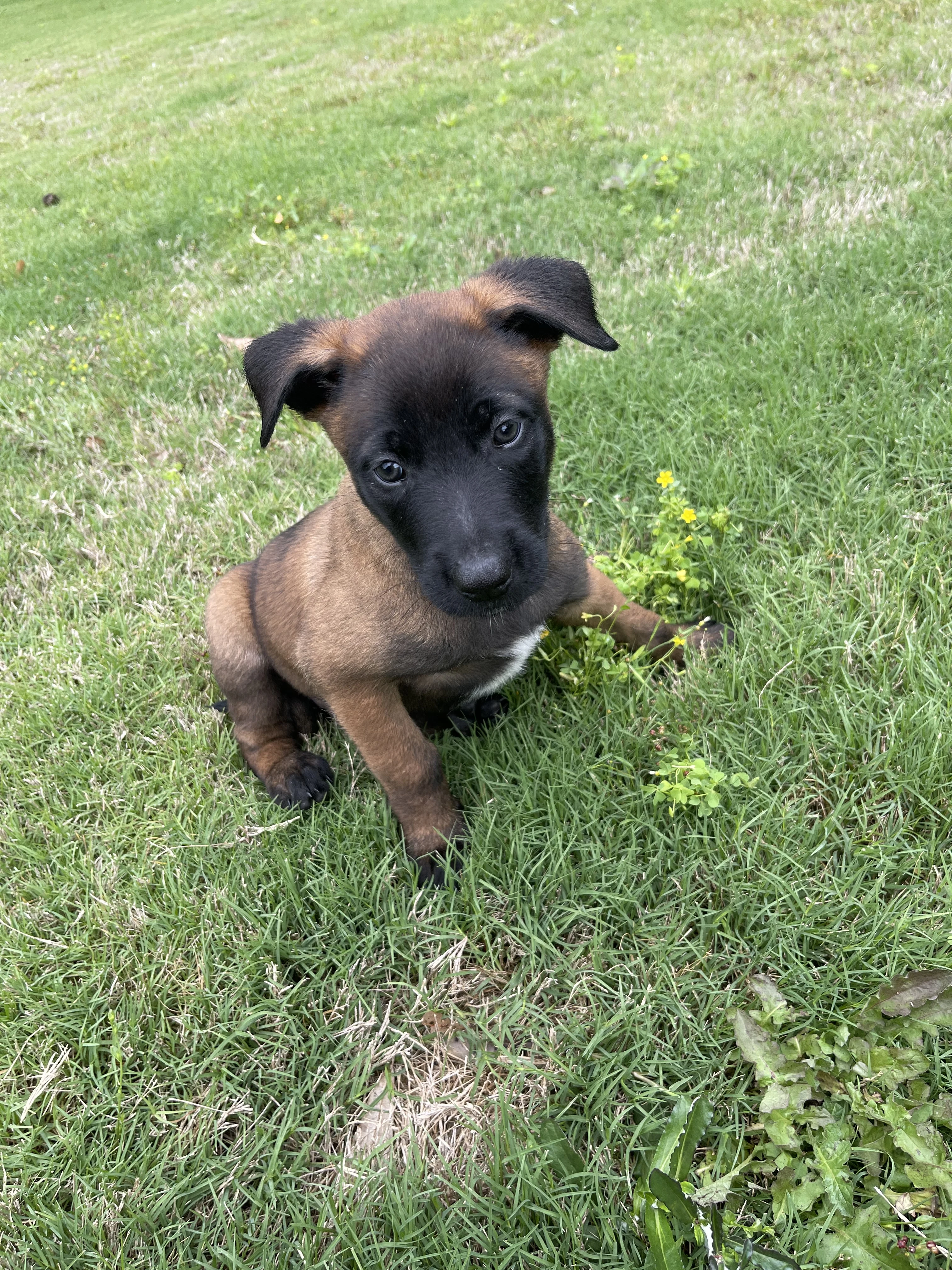 Katara from the Ranger x Mila litter during puppy evaluation and development.