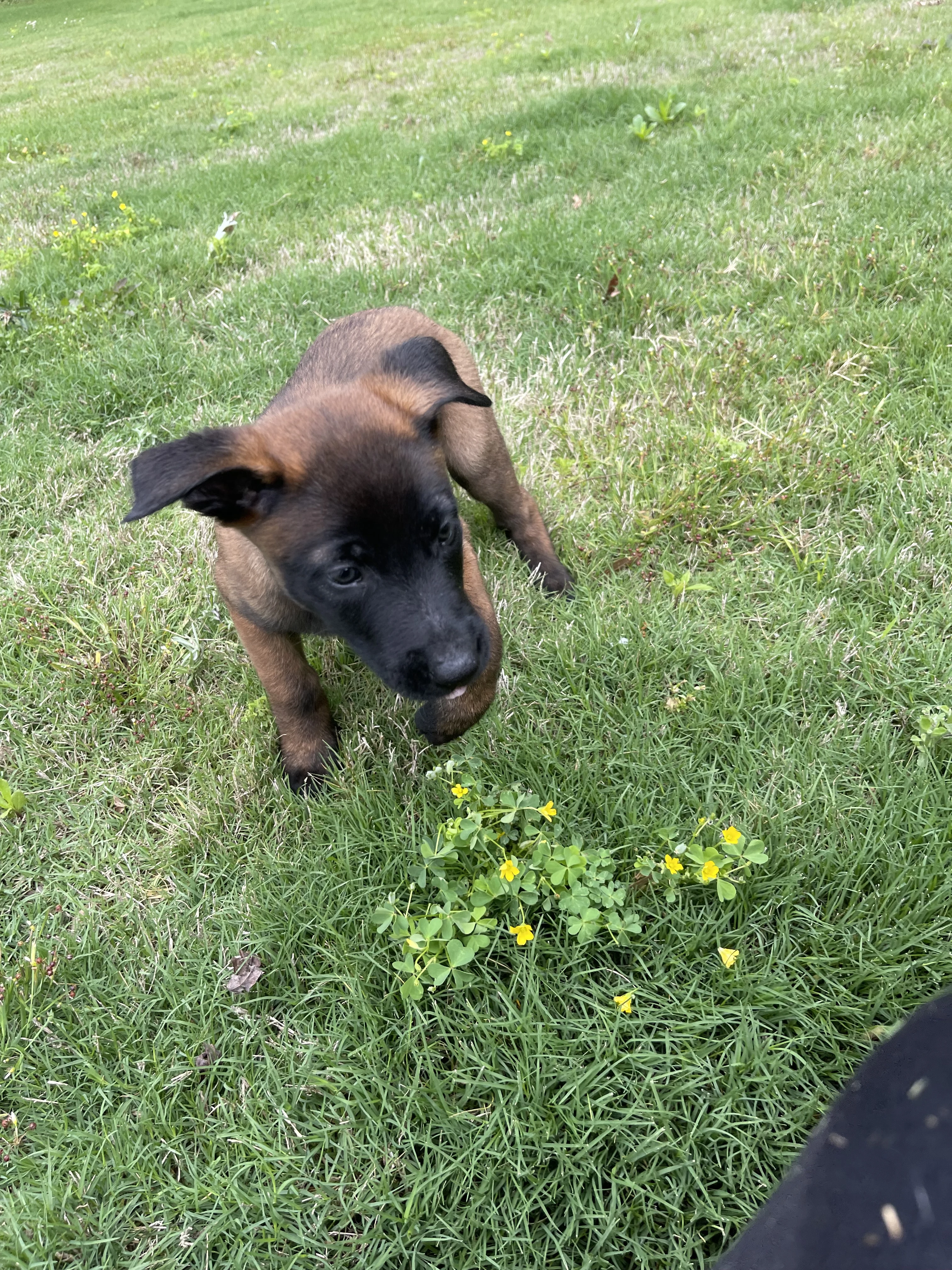 Katara from the Ranger x Mila litter during puppy evaluation and development.