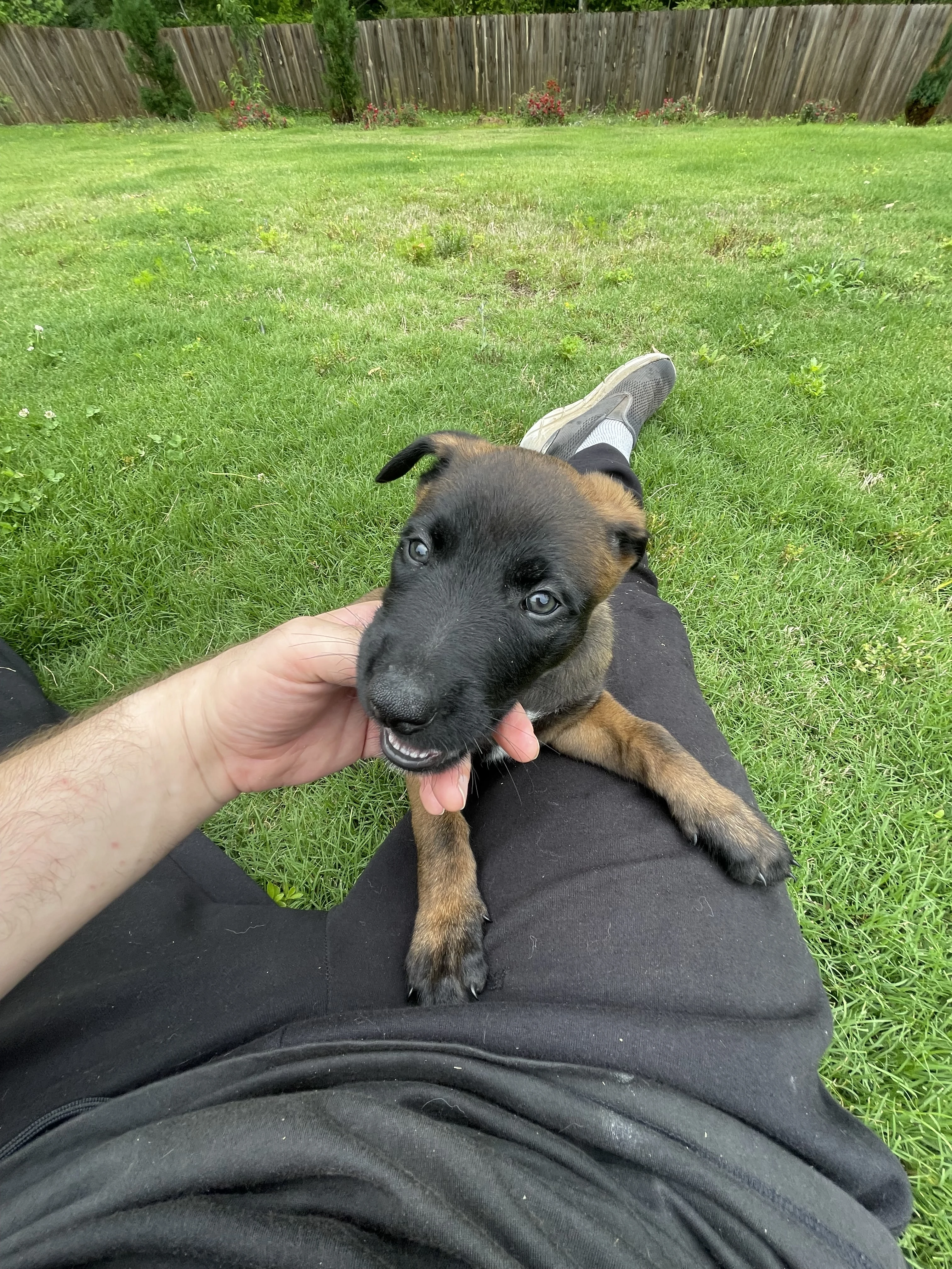 Katara from the Ranger x Mila litter during puppy evaluation and development.
