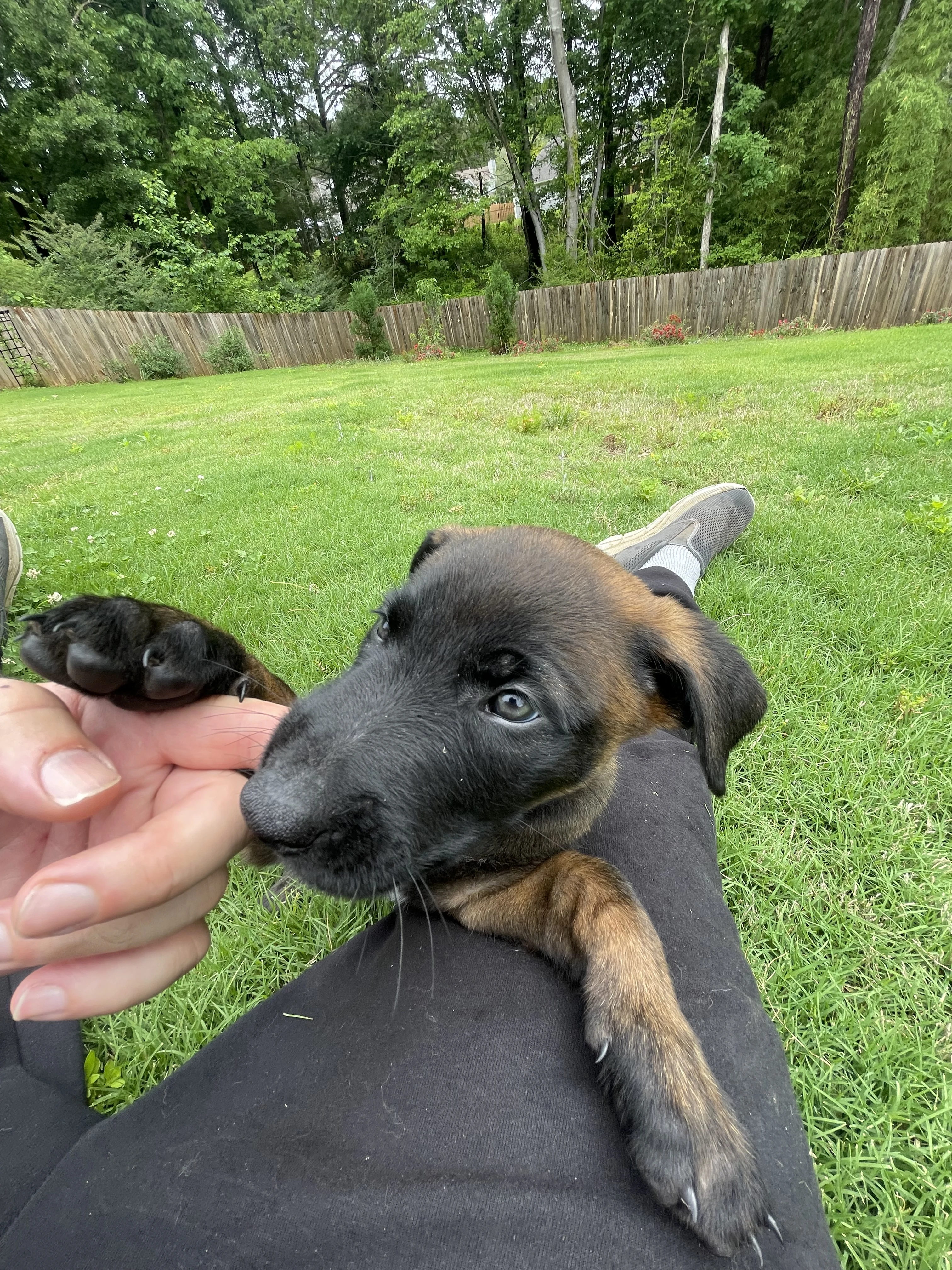 Katara from the Ranger x Mila litter during puppy evaluation and development.