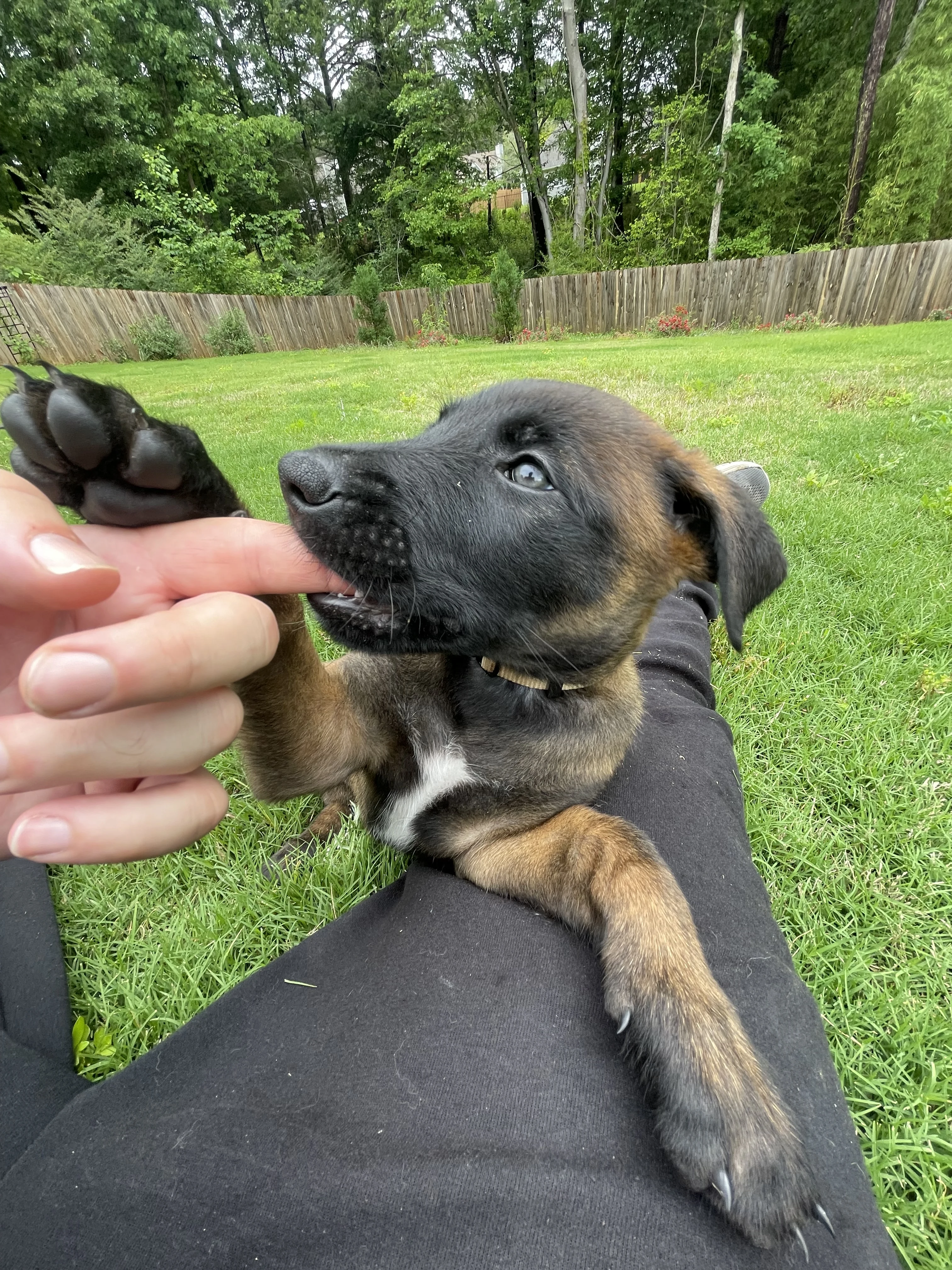 Katara from the Ranger x Mila litter during puppy evaluation and development.