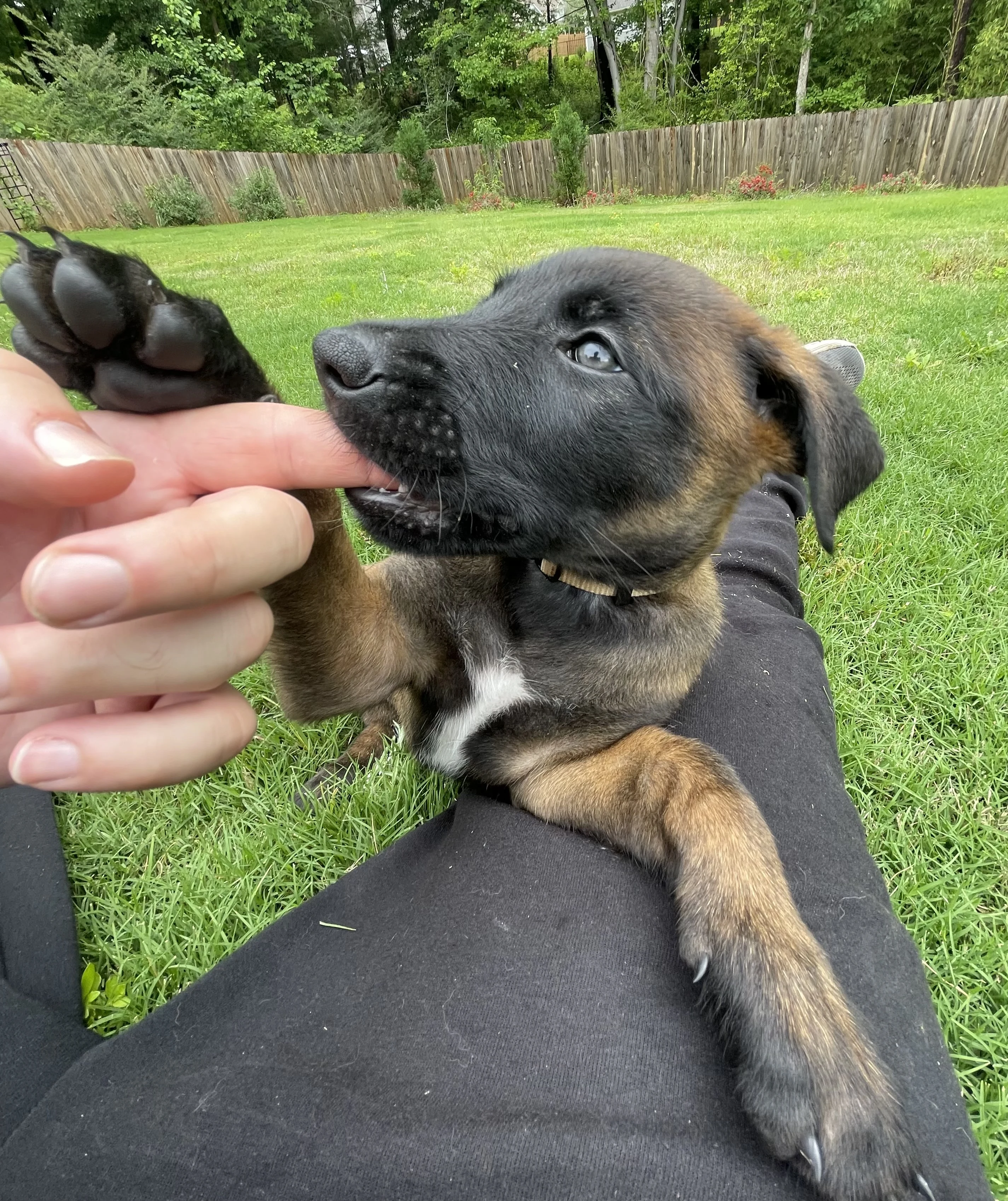 Katara from the Ranger x Mila litter during puppy evaluation and development.