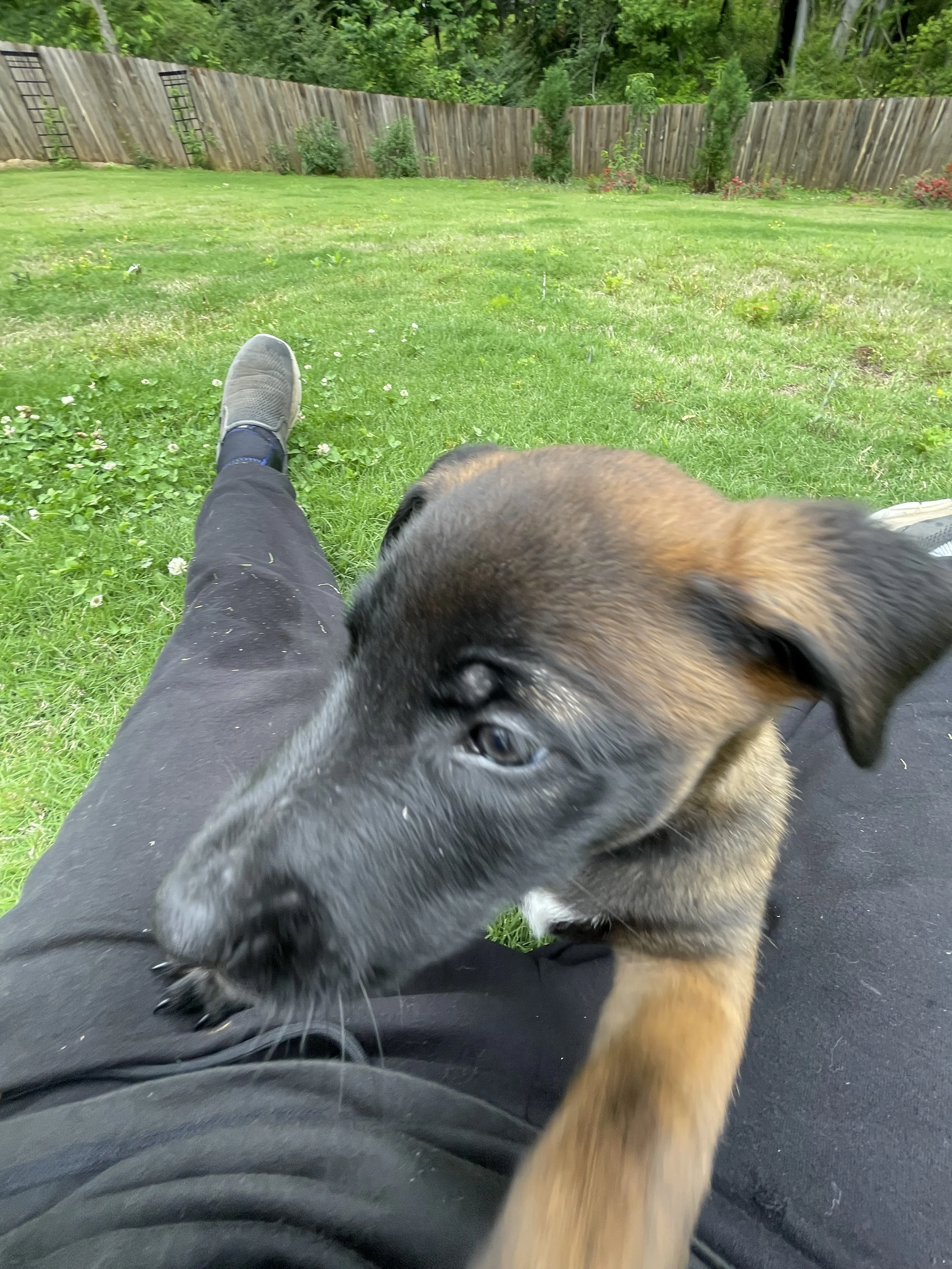 Katara from the Ranger x Mila litter during puppy evaluation and development.