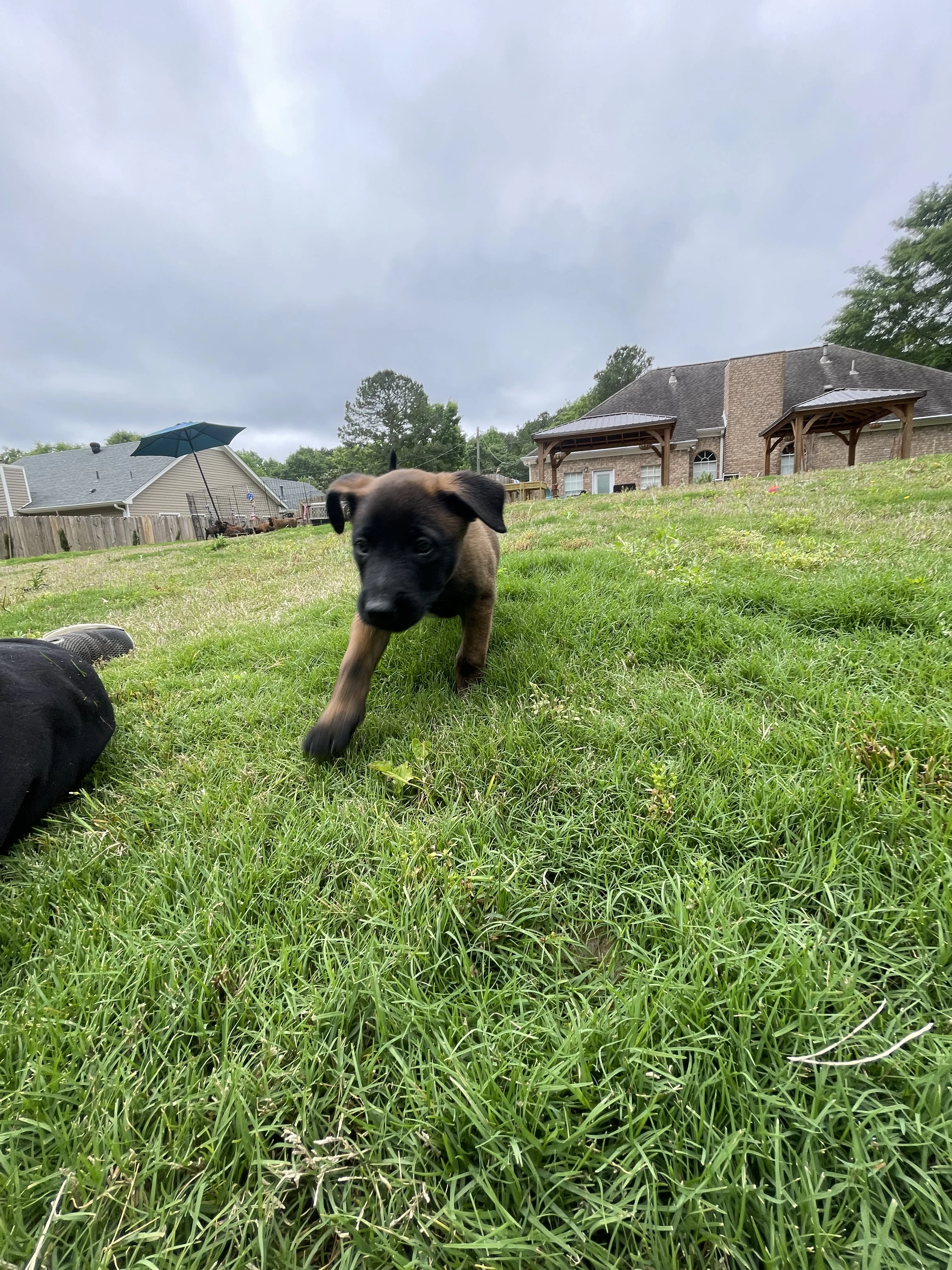 Katara from the Ranger x Mila litter during puppy evaluation and development.
