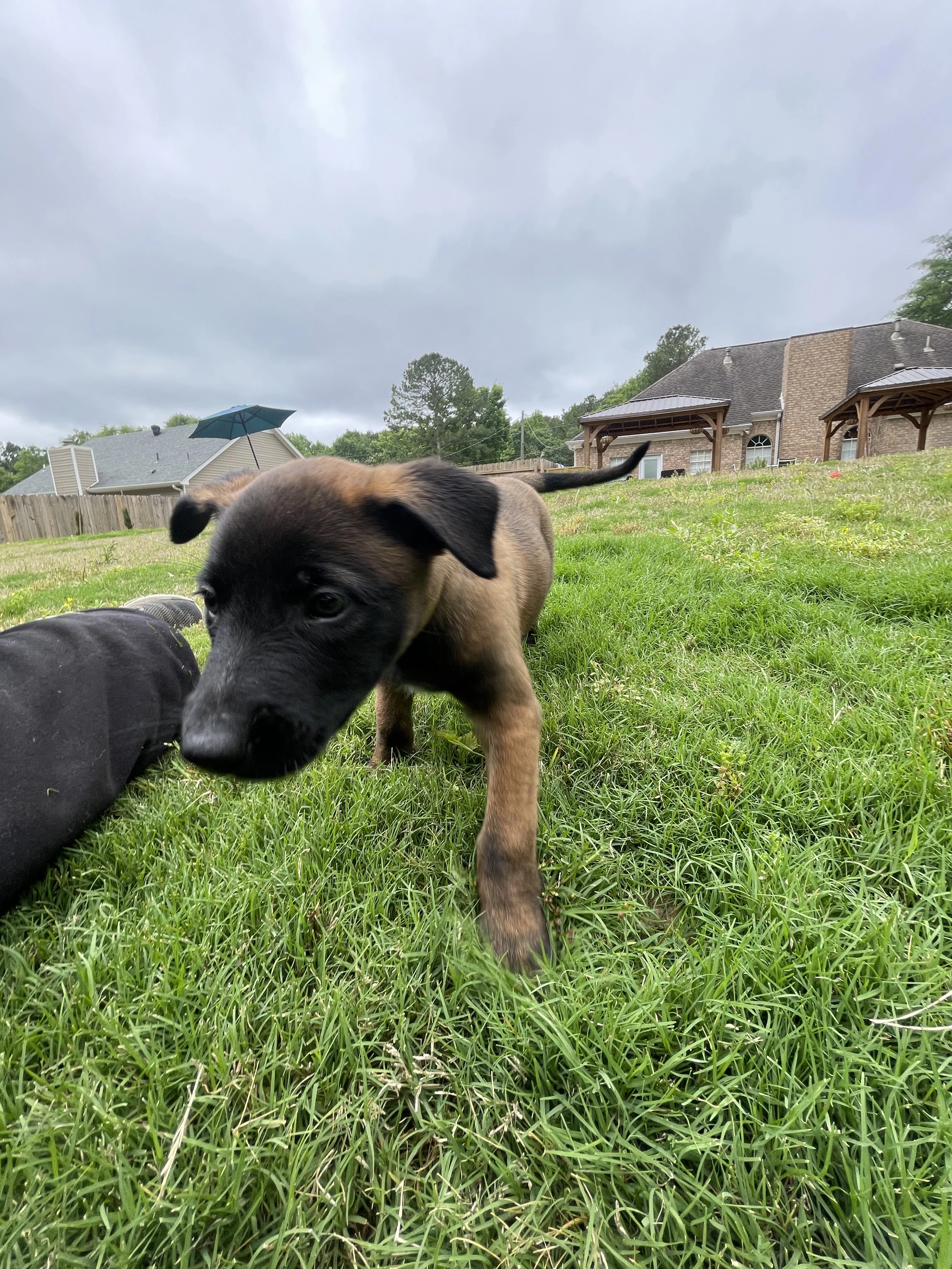 Katara from the Ranger x Mila litter during puppy evaluation and development.