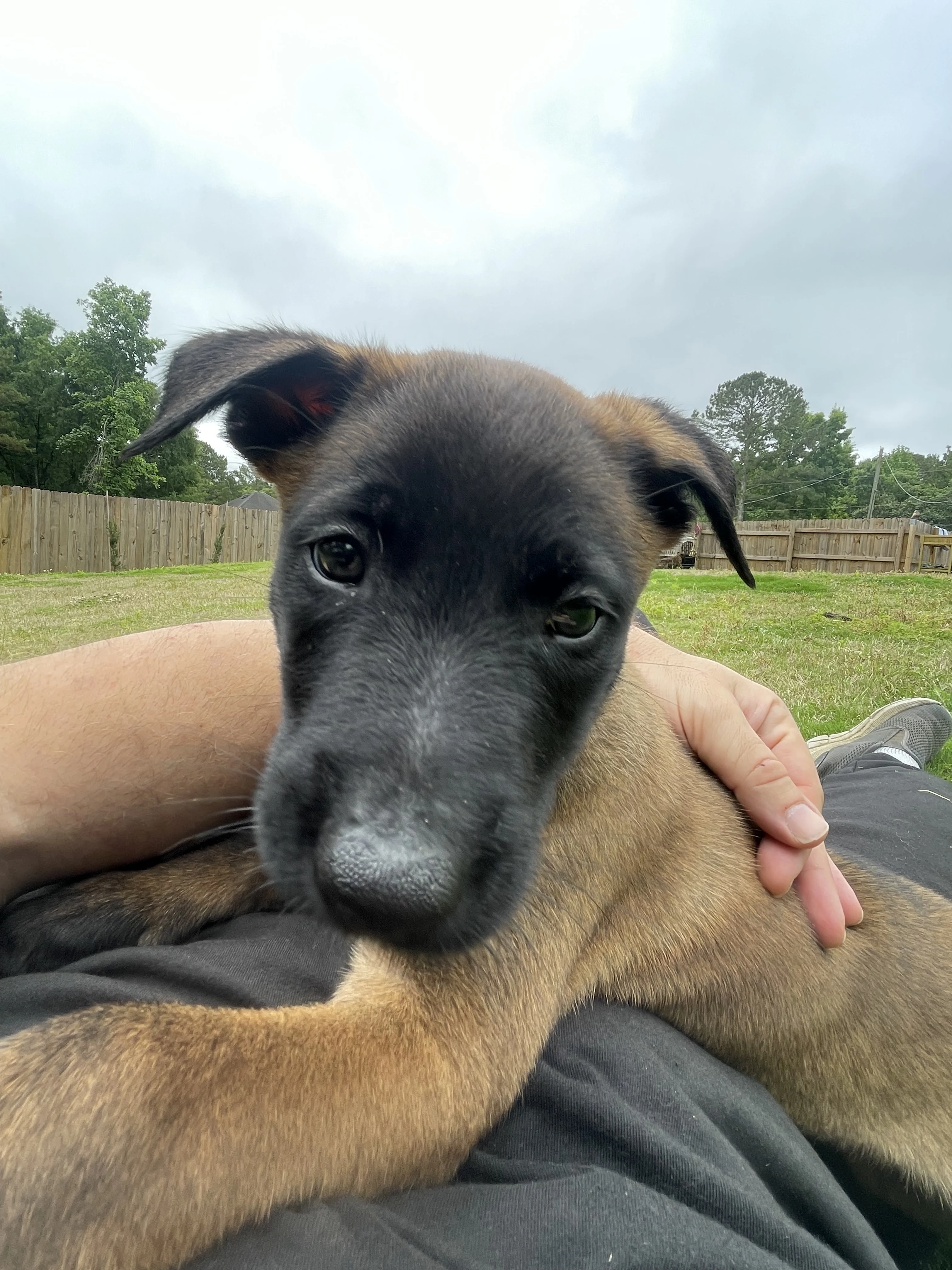 Katara from the Ranger x Mila litter during puppy evaluation and development.