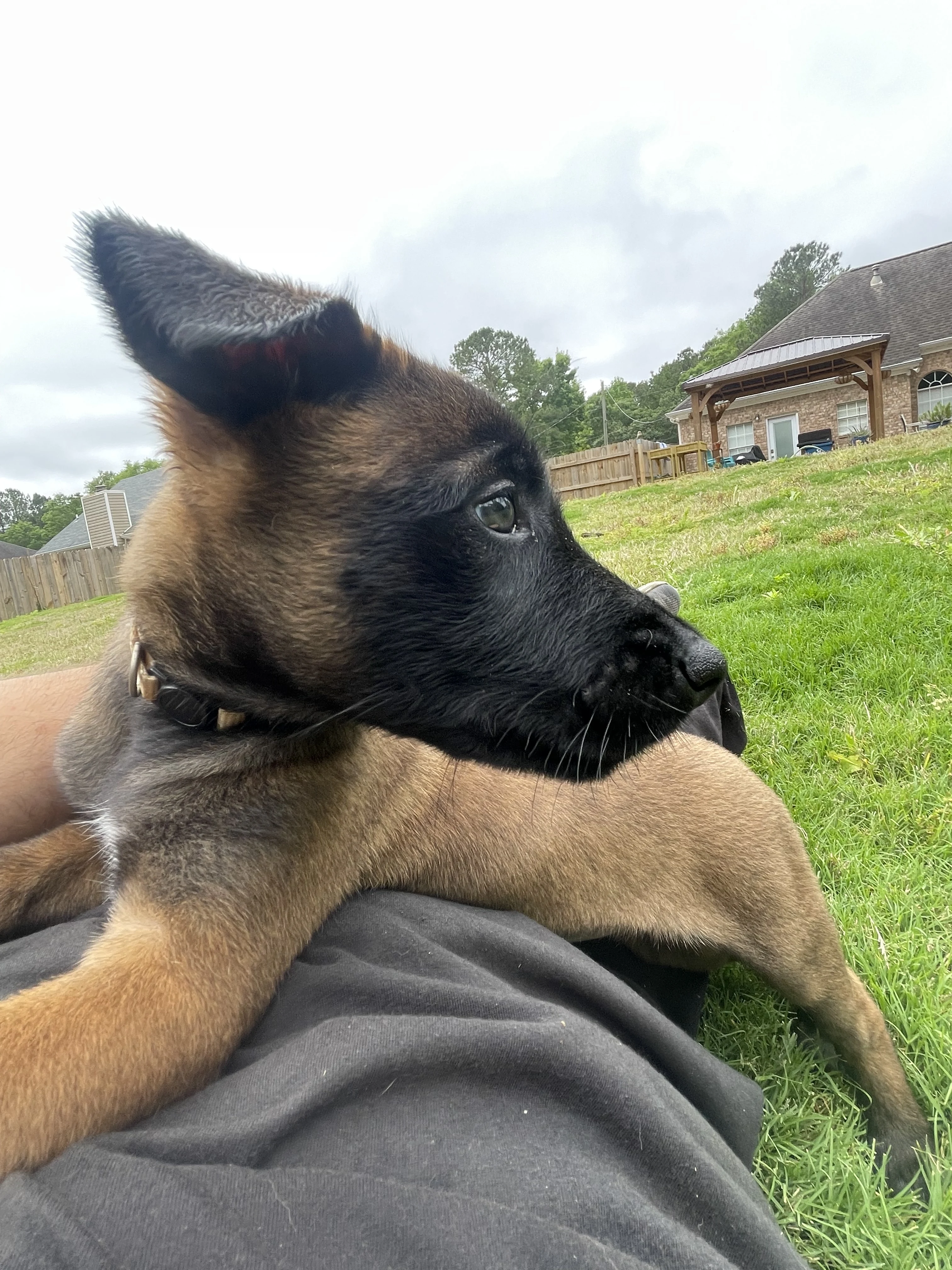 Katara from the Ranger x Mila litter during puppy evaluation and development.