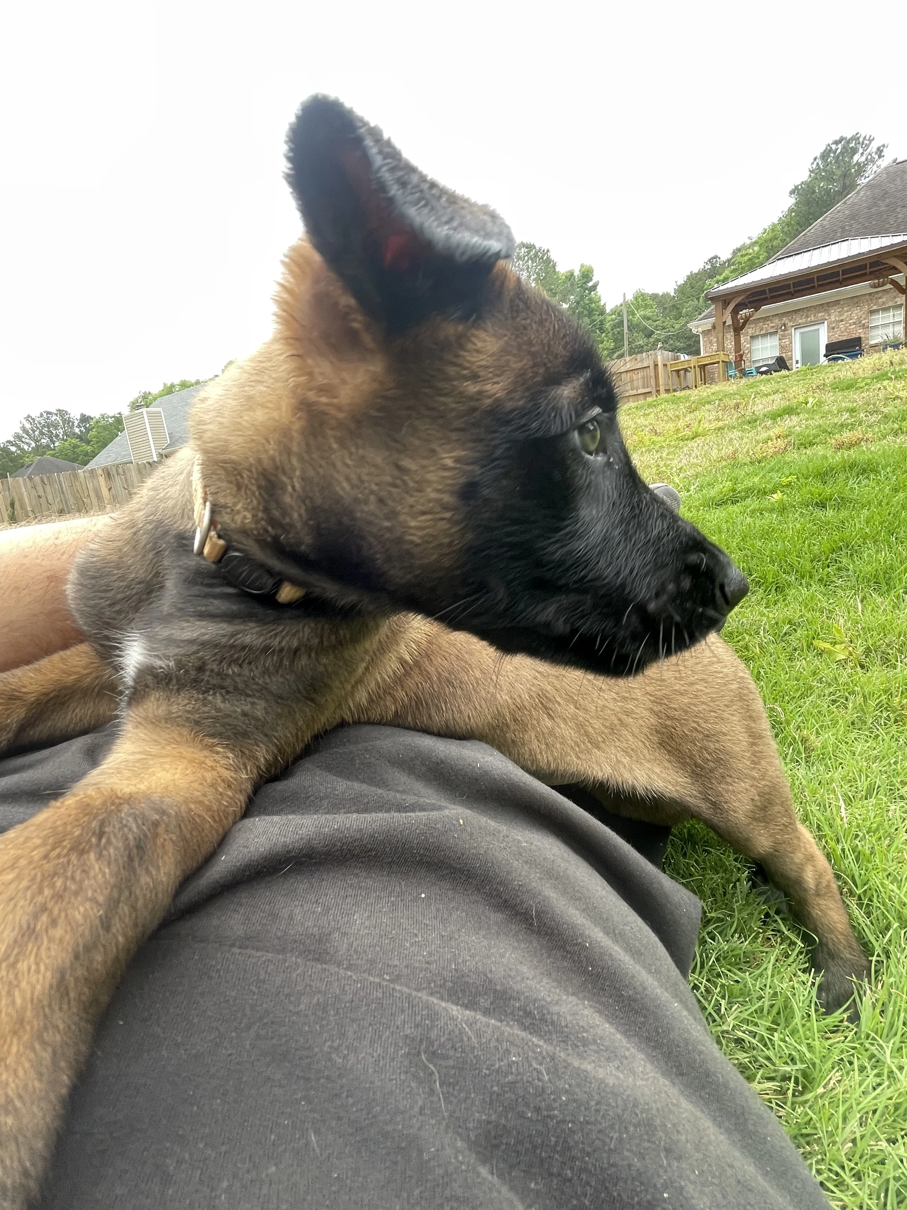 Katara from the Ranger x Mila litter during puppy evaluation and development.