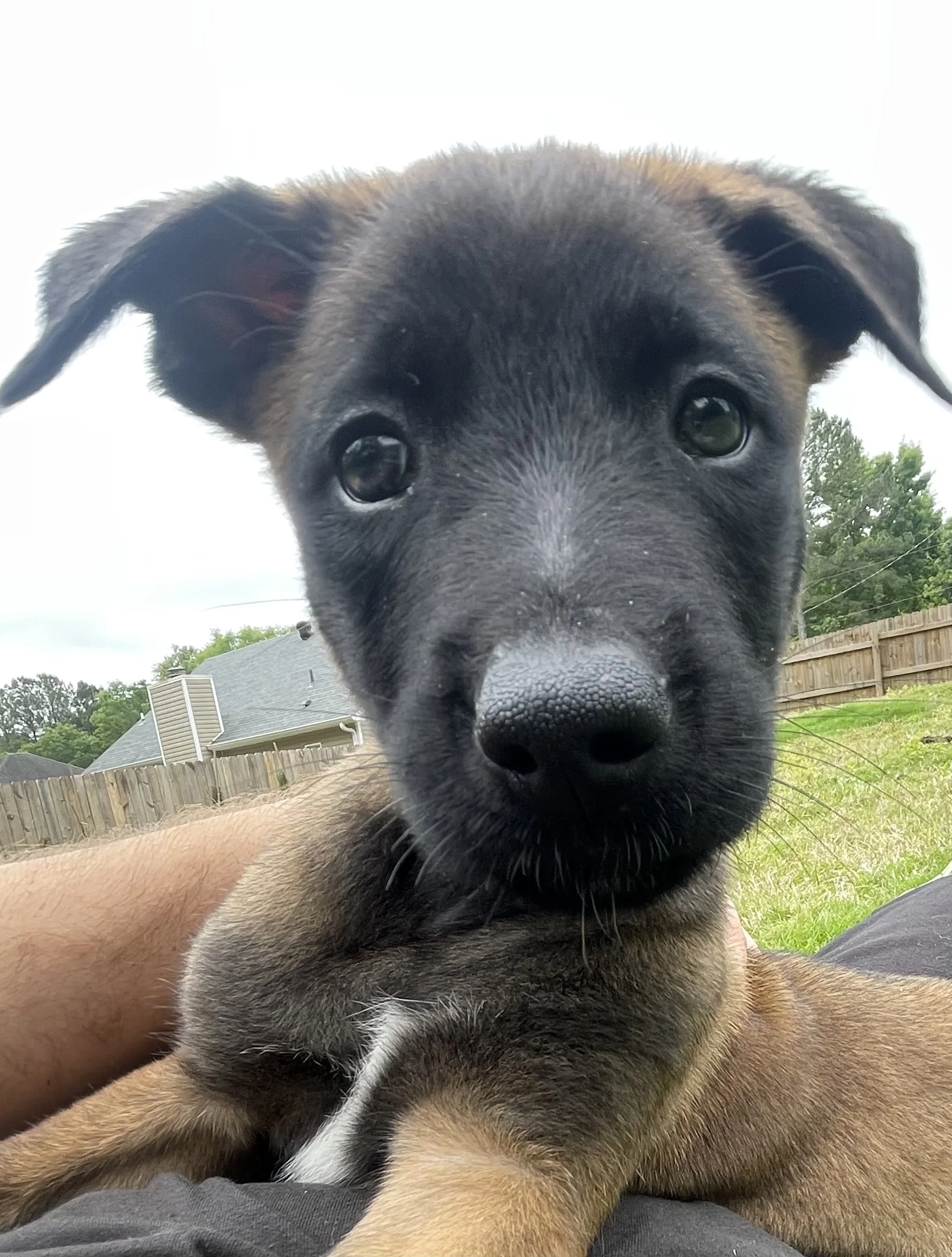 Katara from the Ranger x Mila litter during puppy evaluation and development.