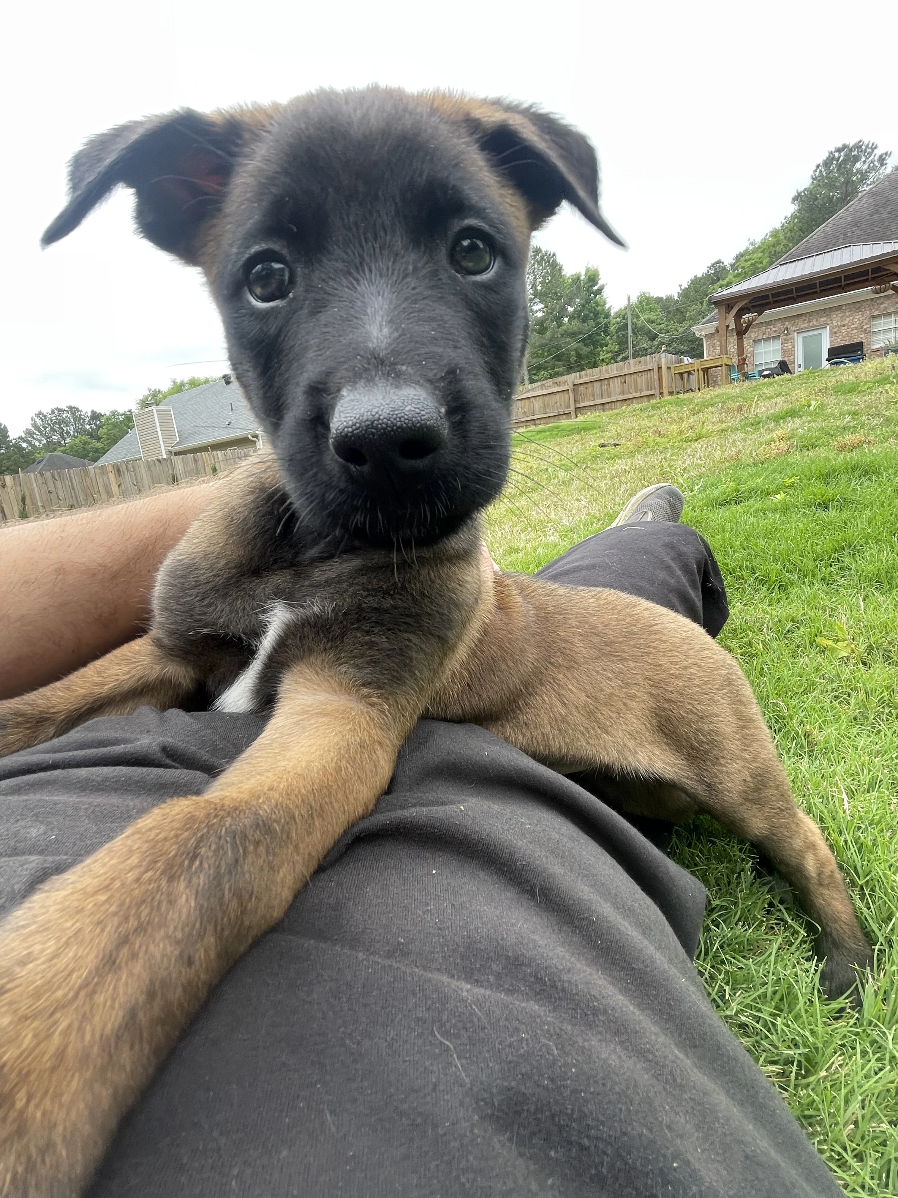 Katara from the Ranger x Mila litter during puppy evaluation and development.