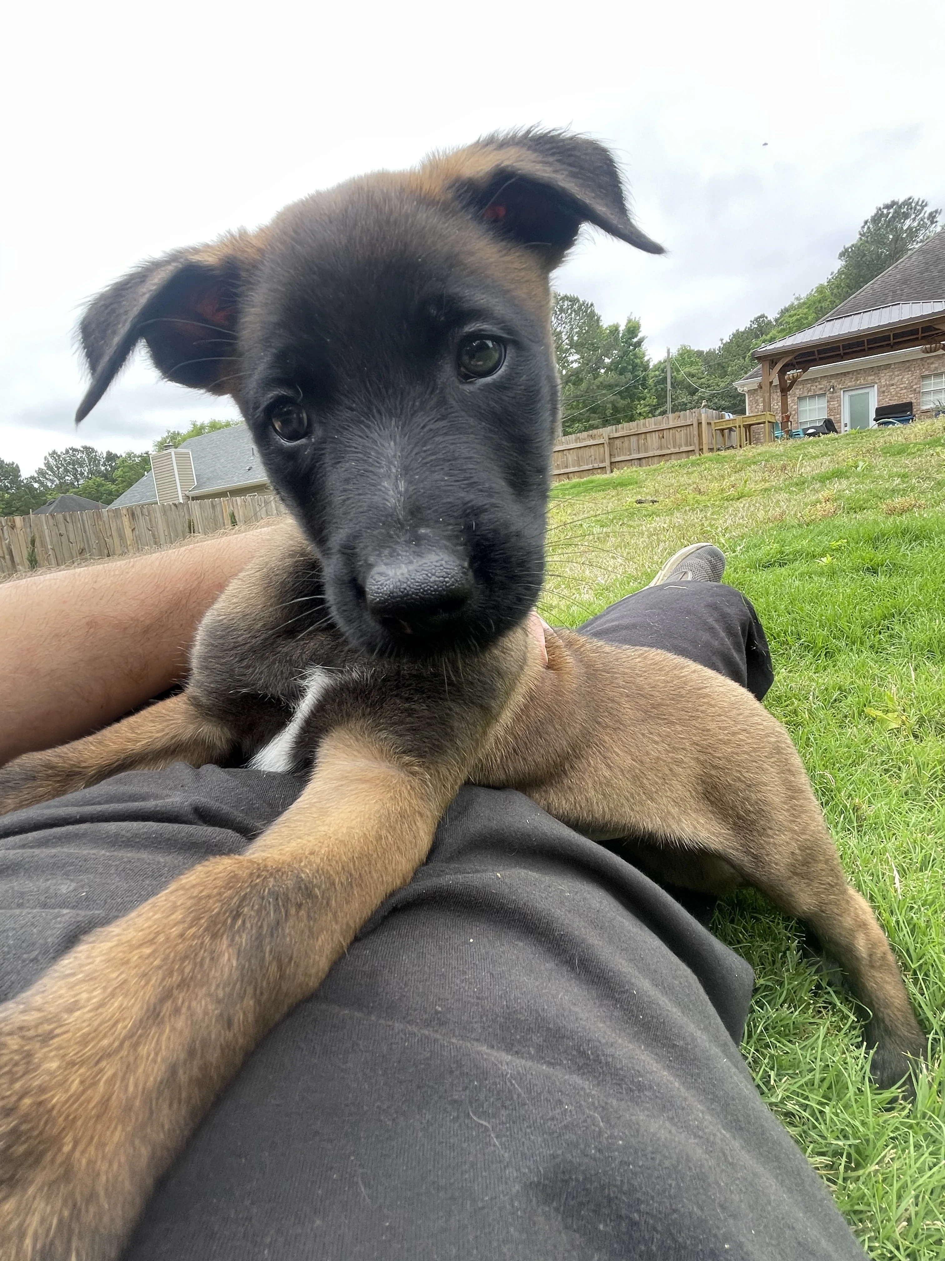 Katara from the Ranger x Mila litter during puppy evaluation and development.