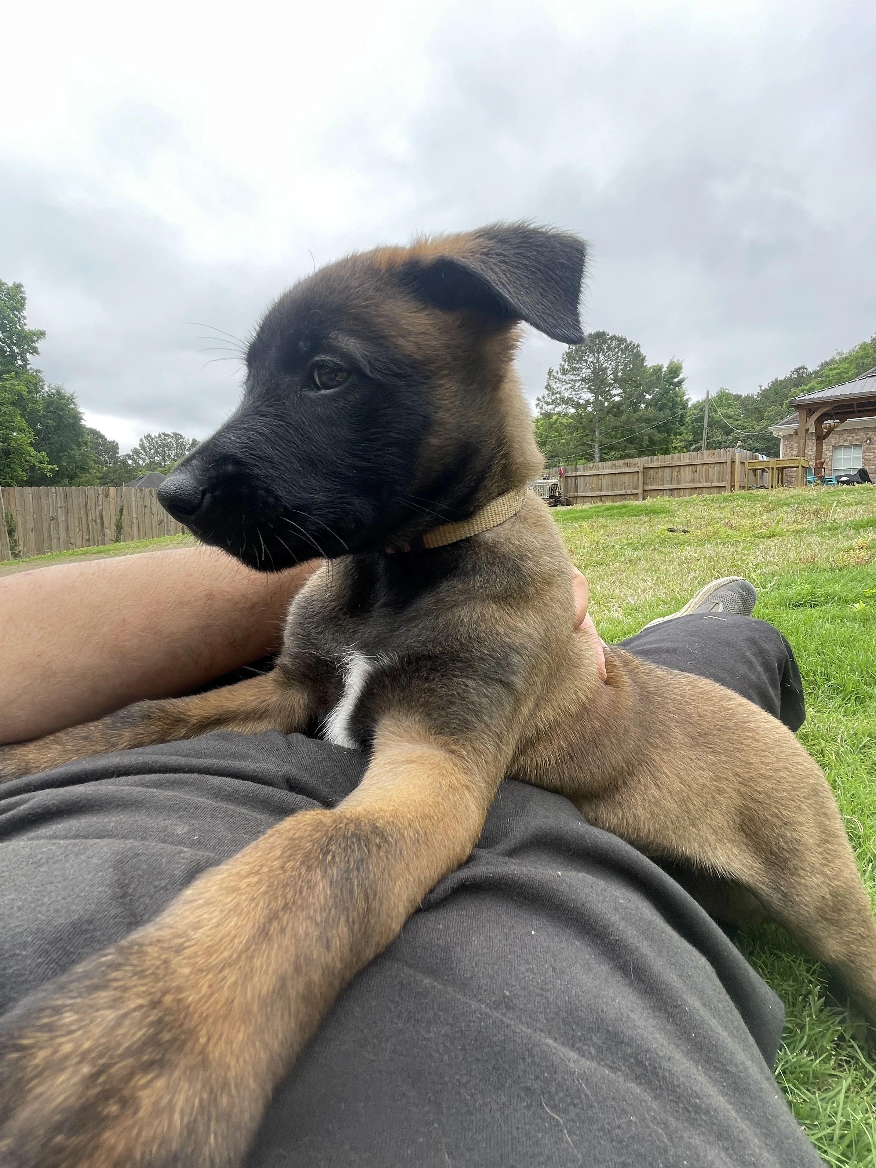 Katara from the Ranger x Mila litter during puppy evaluation and development.