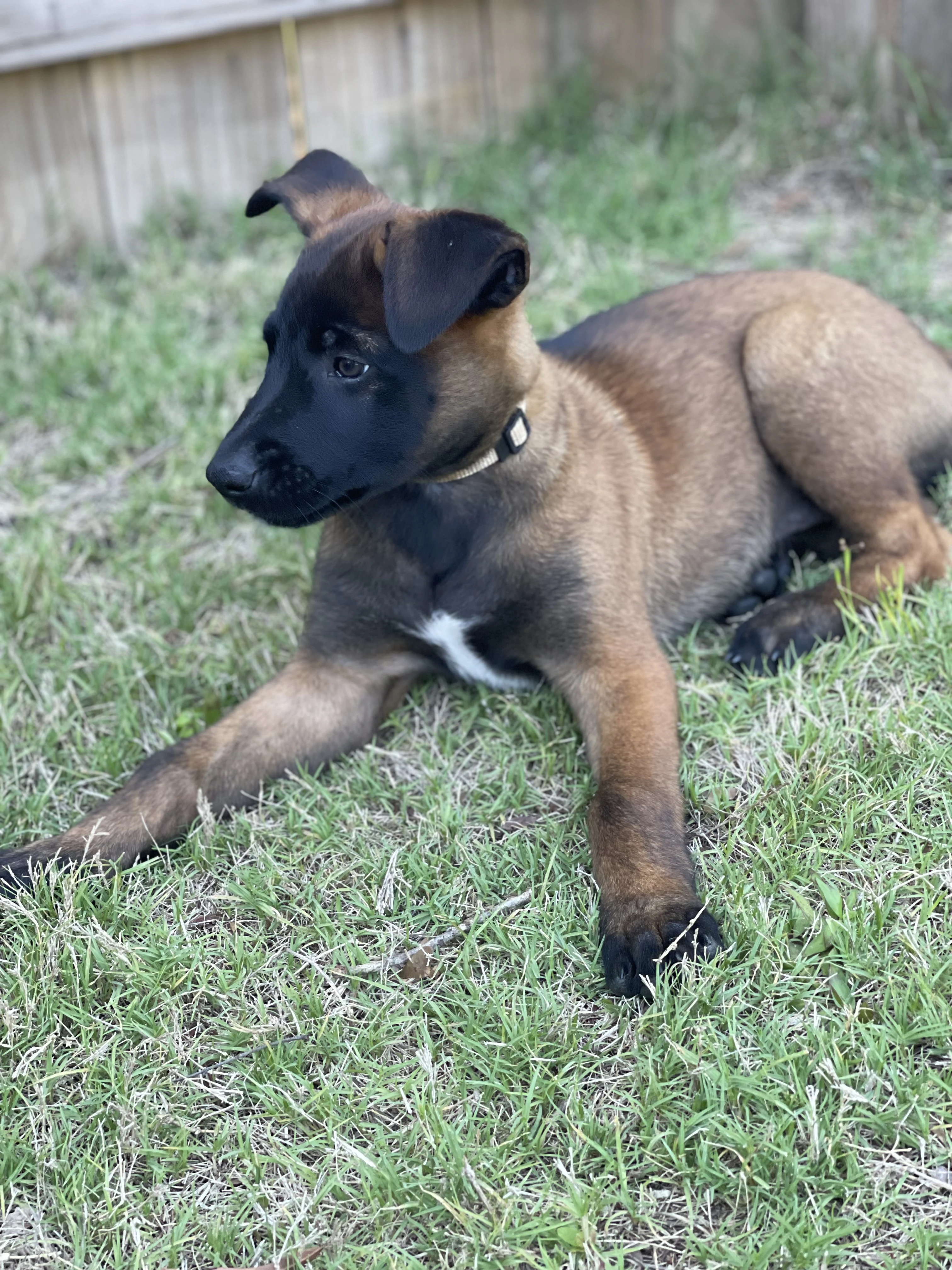 Katara from the Ranger x Mila litter during puppy evaluation and development.
