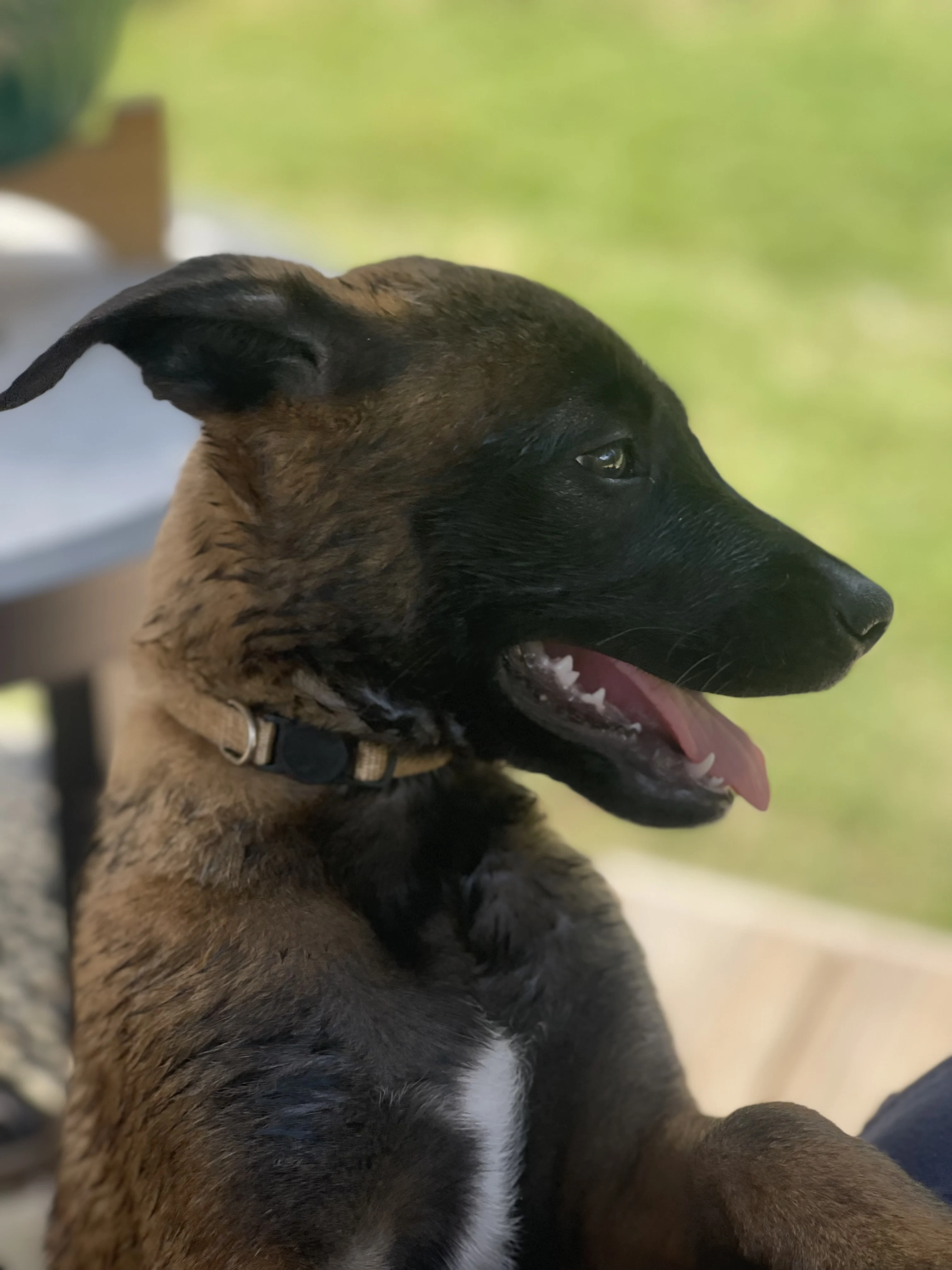 Katara, White-collar female puppy.