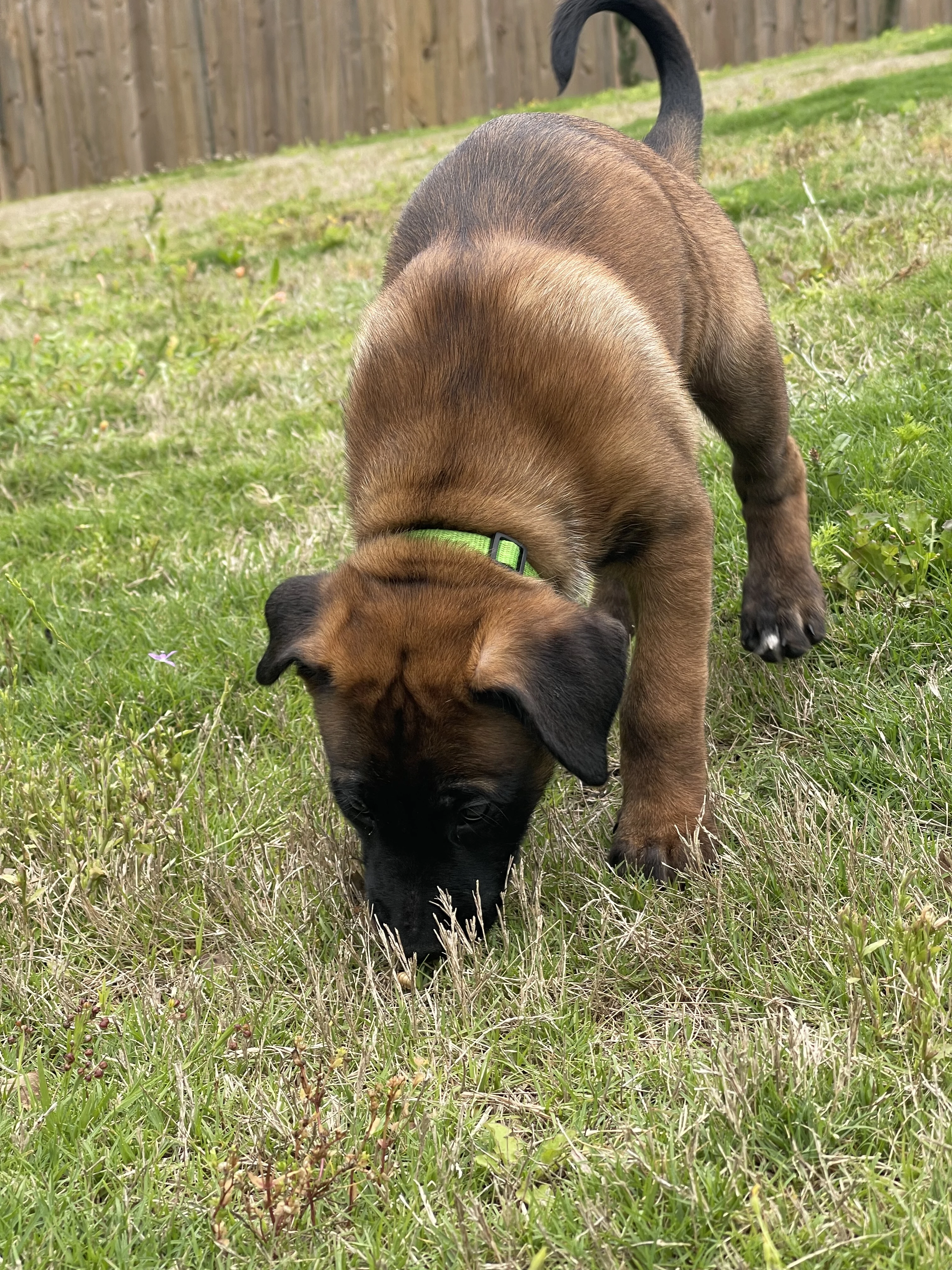Kyoshi from the Ranger x Mila litter during puppy evaluation and development.