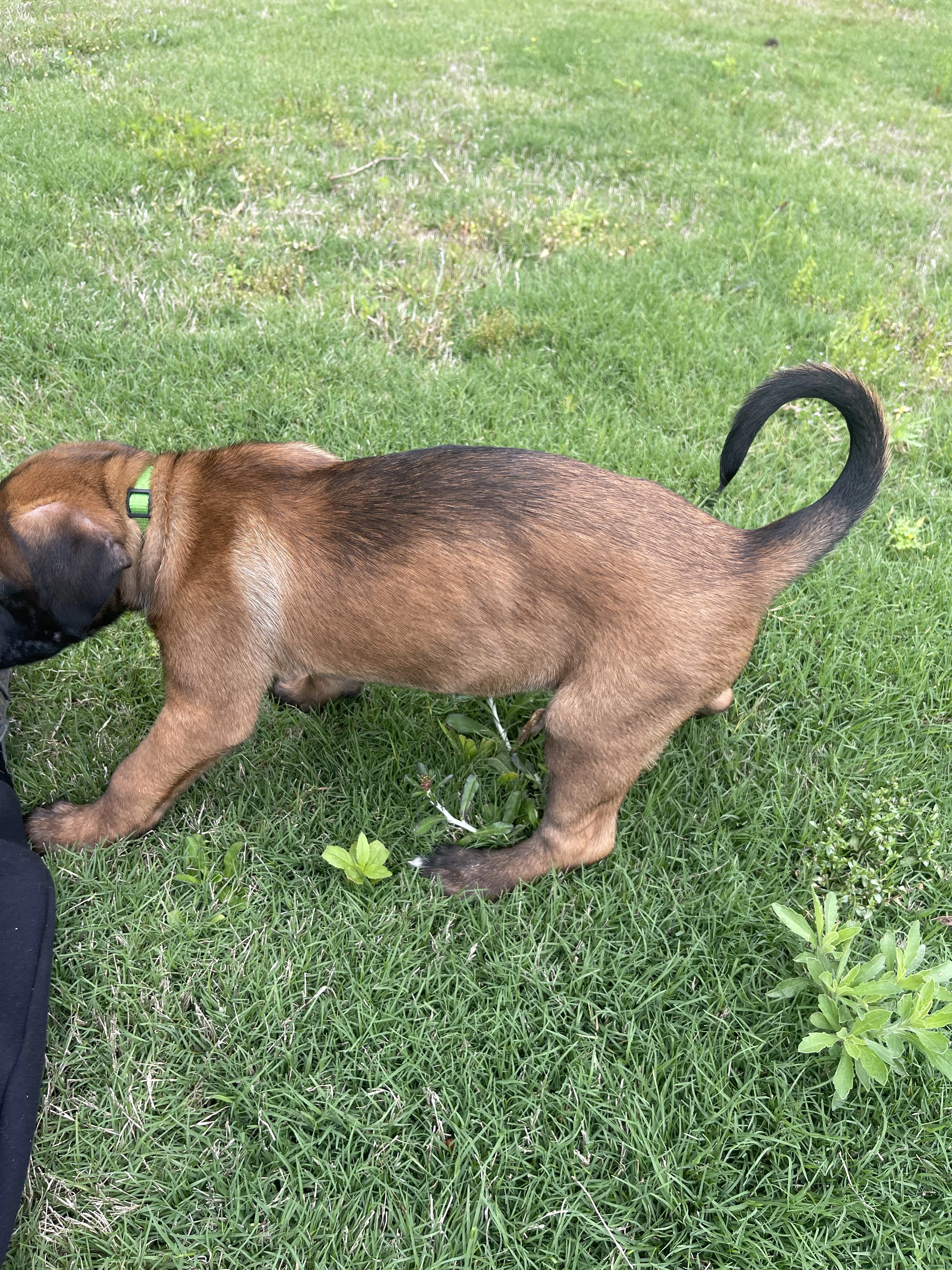 Kyoshi from the Ranger x Mila litter during puppy evaluation and development.