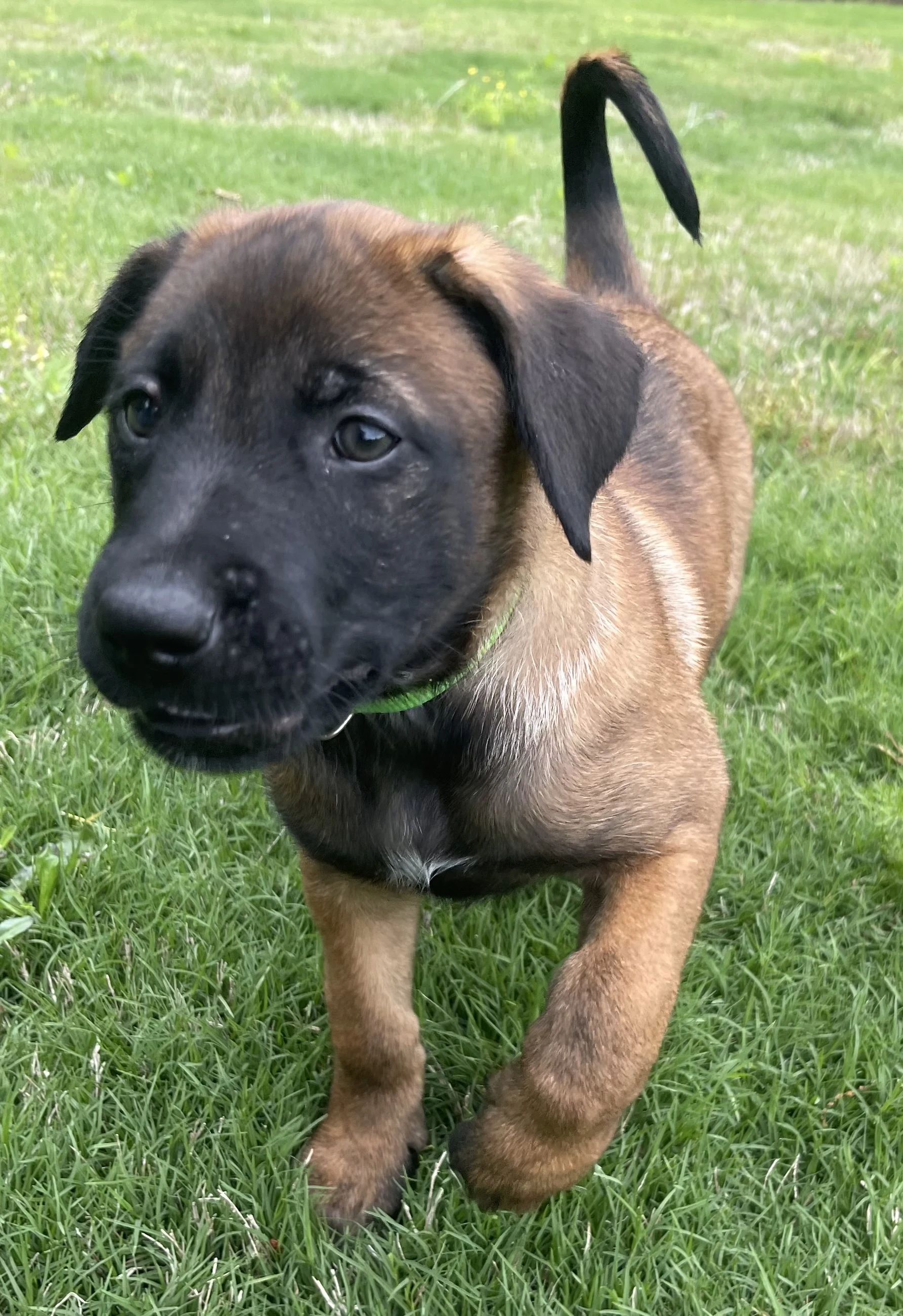 Kyoshi from the Ranger x Mila litter during puppy evaluation and development.