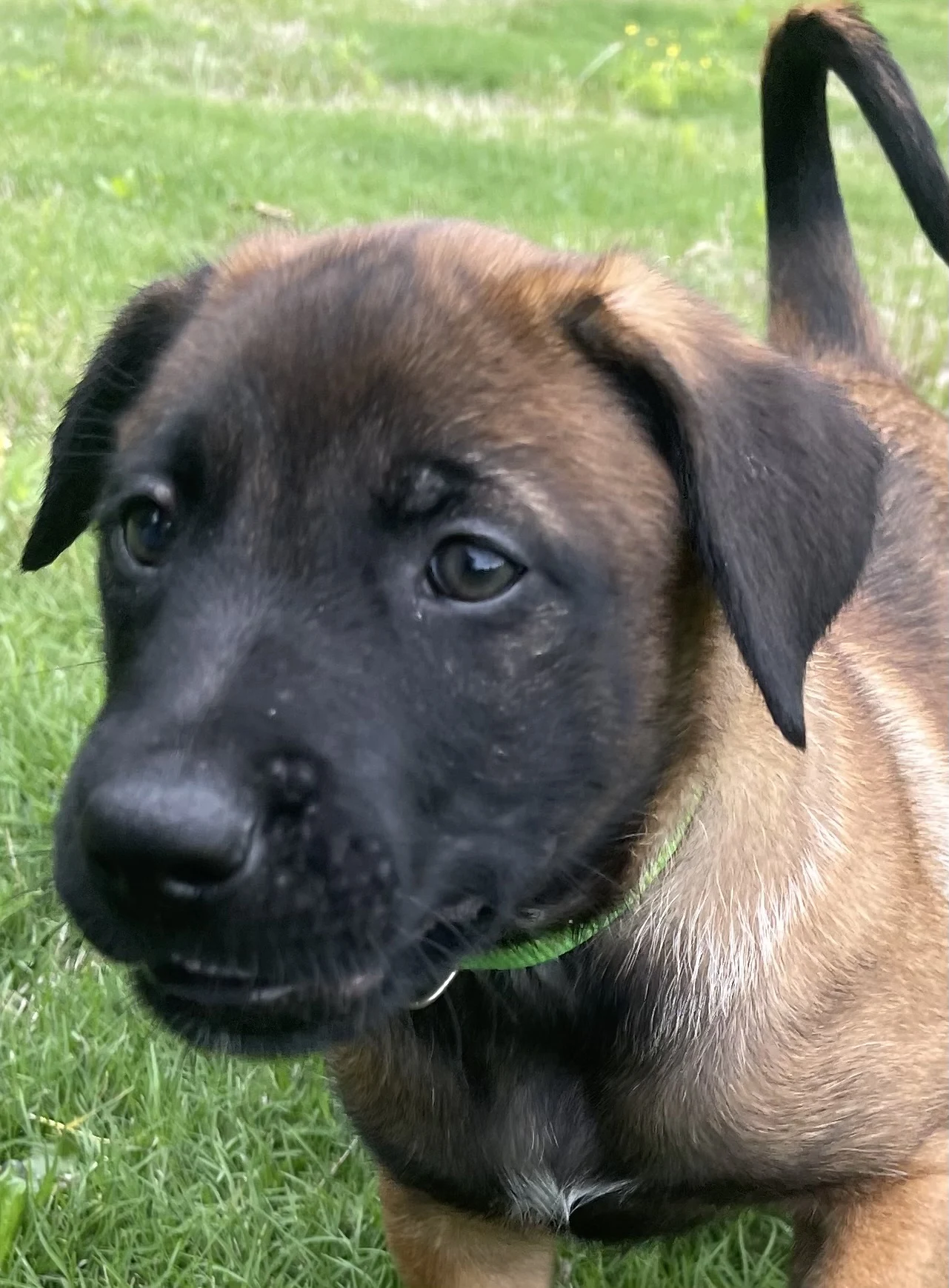 Kyoshi from the Ranger x Mila litter during puppy evaluation and development.