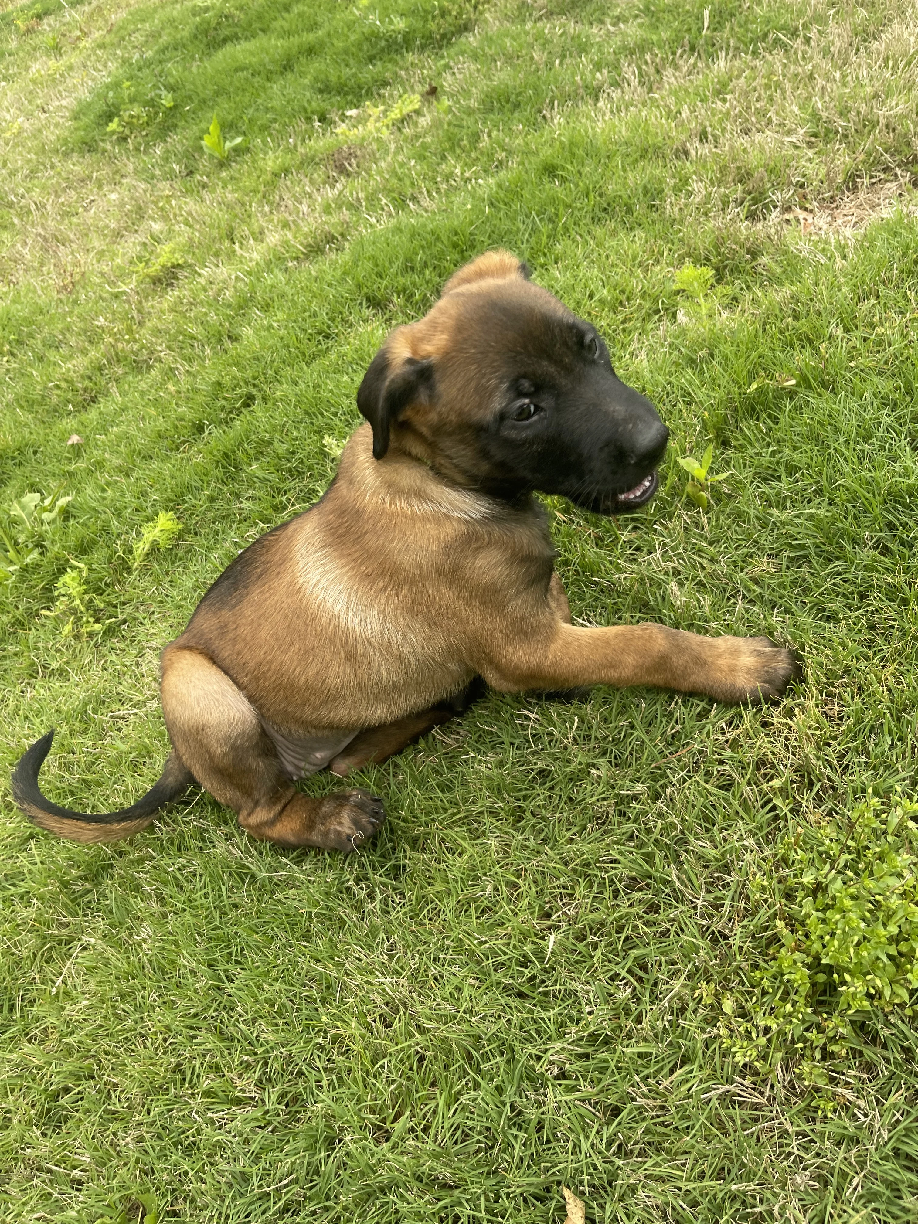 Kyoshi from the Ranger x Mila litter during puppy evaluation and development.