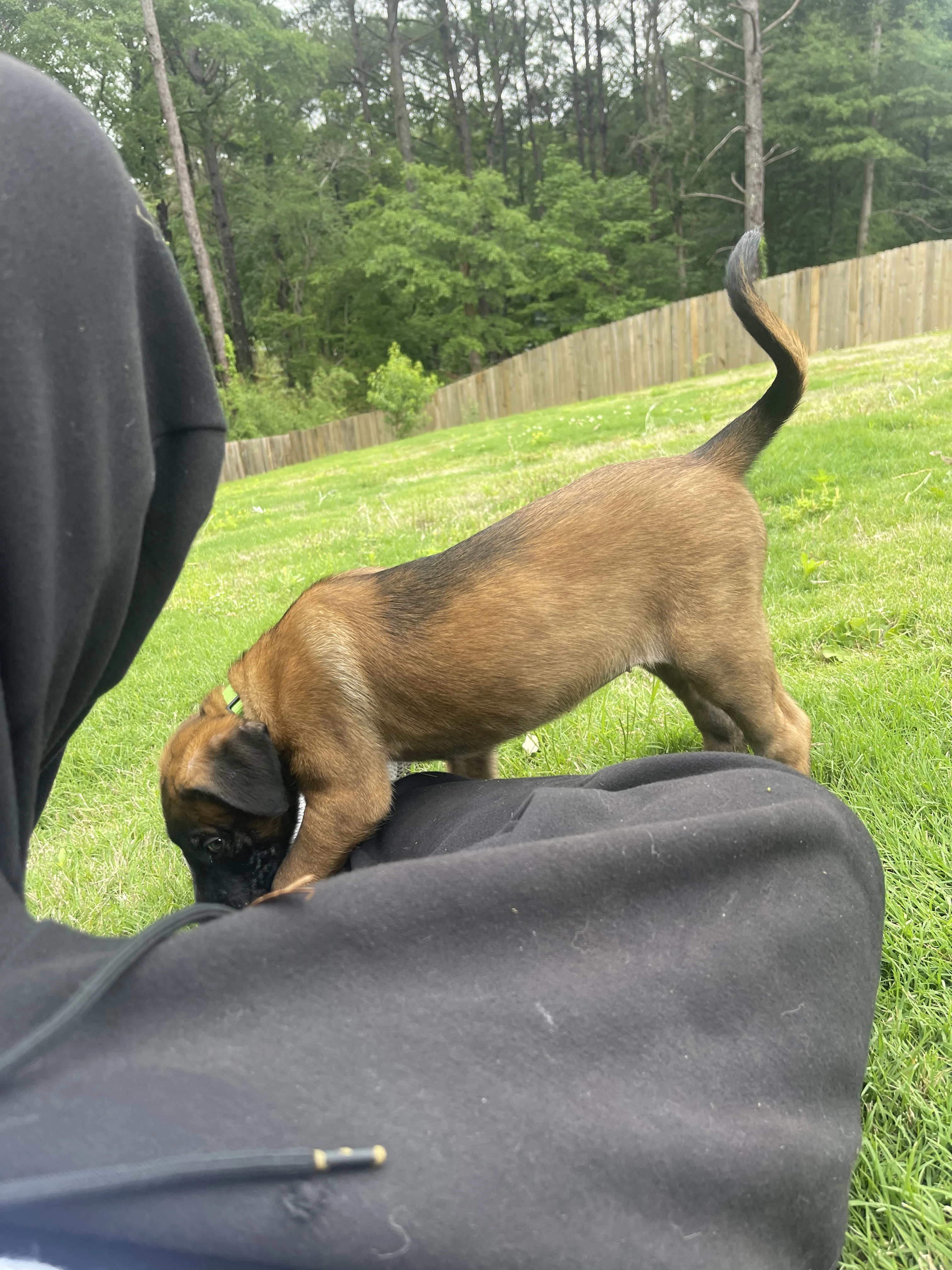 Kyoshi from the Ranger x Mila litter during puppy evaluation and development.