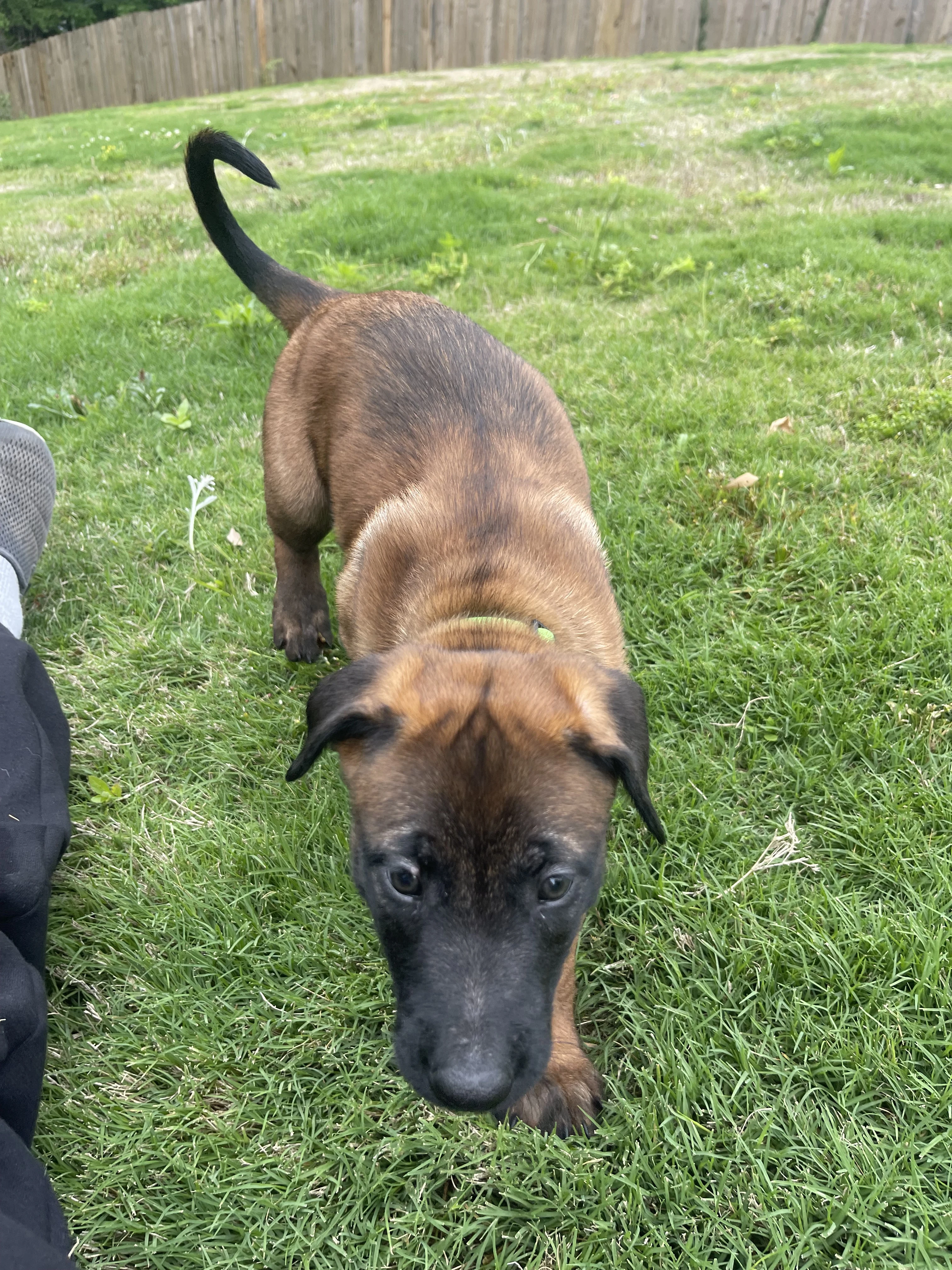Kyoshi from the Ranger x Mila litter during puppy evaluation and development.