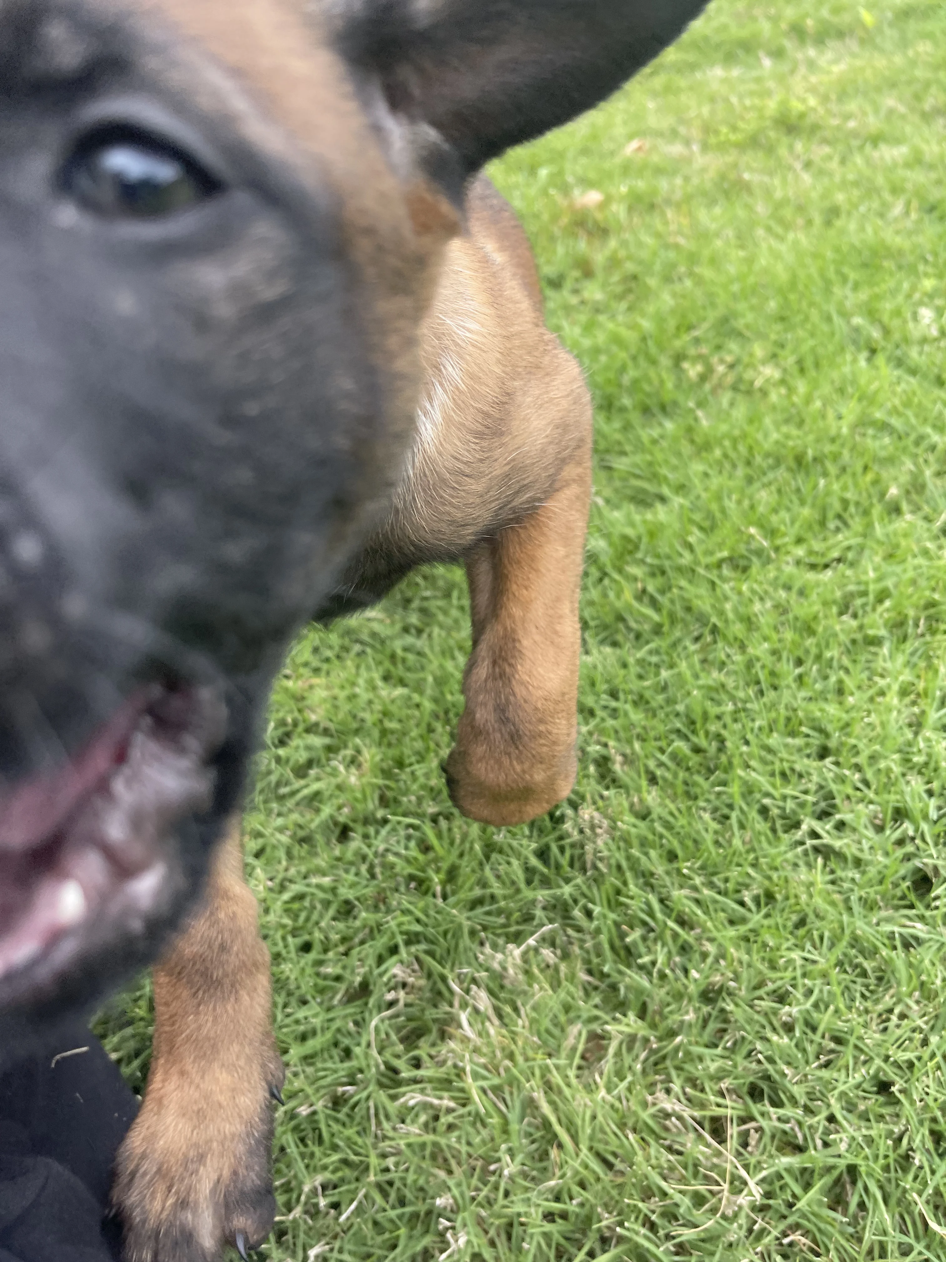 Kyoshi from the Ranger x Mila litter during puppy evaluation and development.