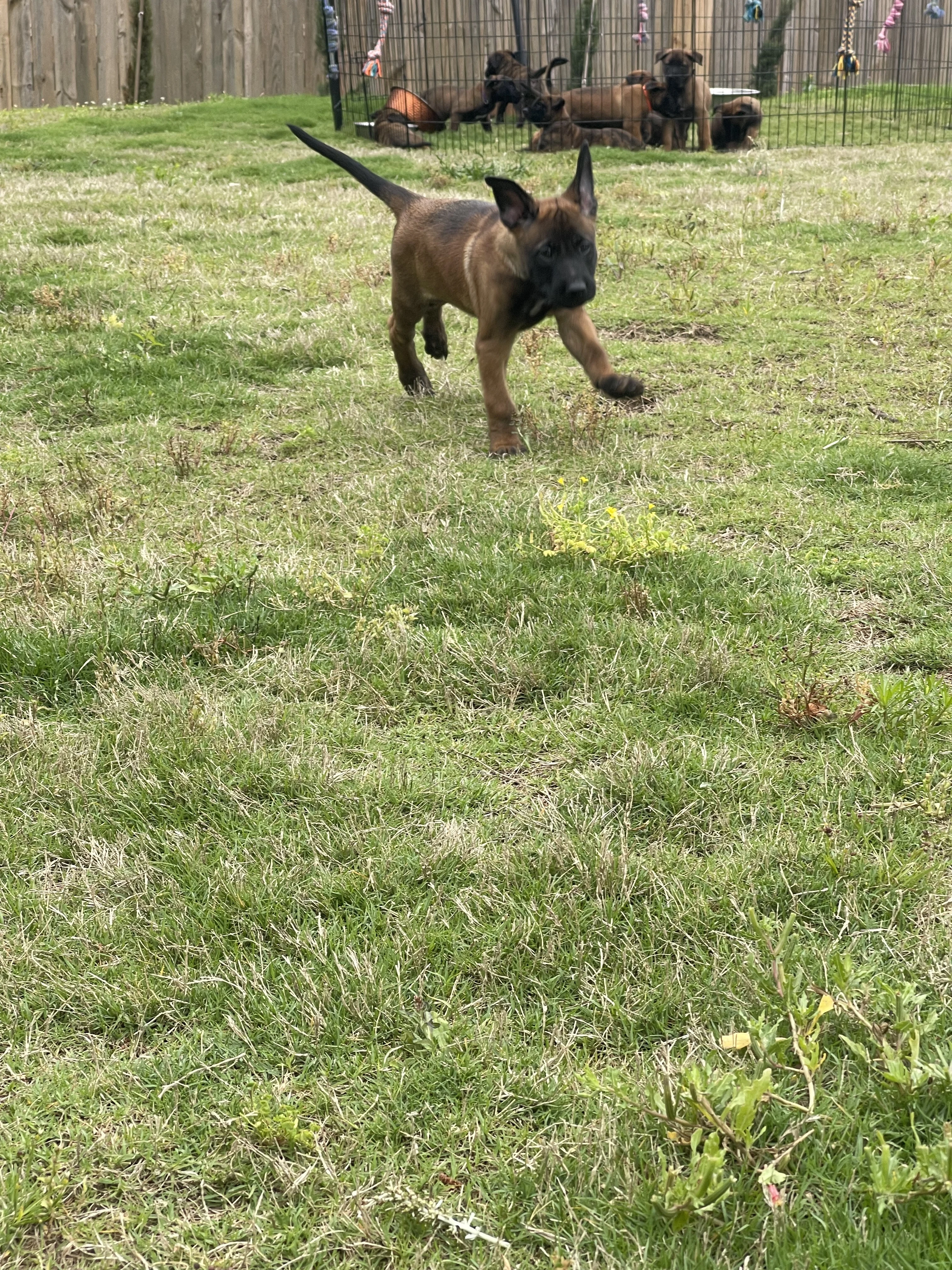 Kyoshi from the Ranger x Mila litter during puppy evaluation and development.