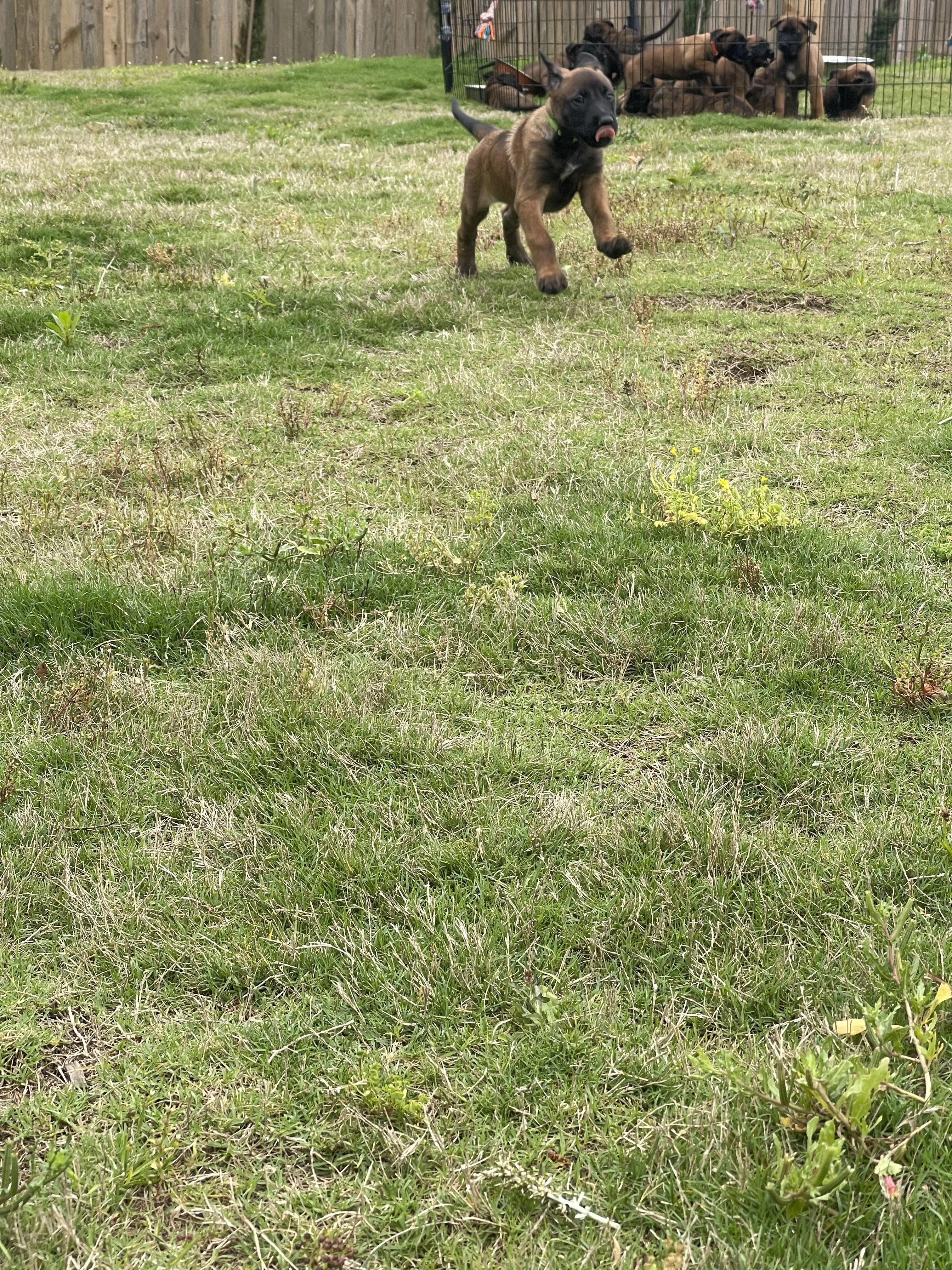 Kyoshi from the Ranger x Mila litter during puppy evaluation and development.