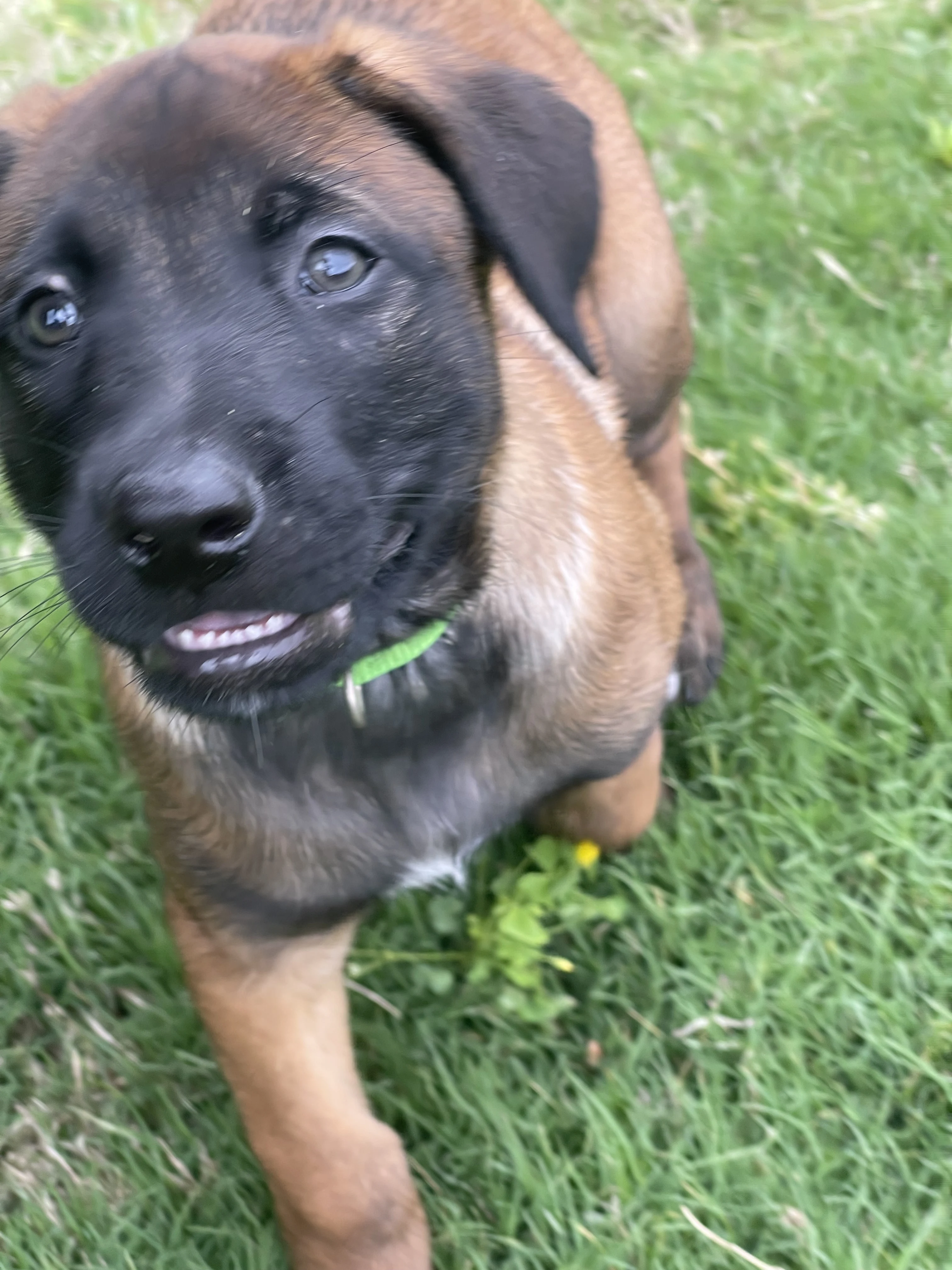 Kyoshi from the Ranger x Mila litter during puppy evaluation and development.