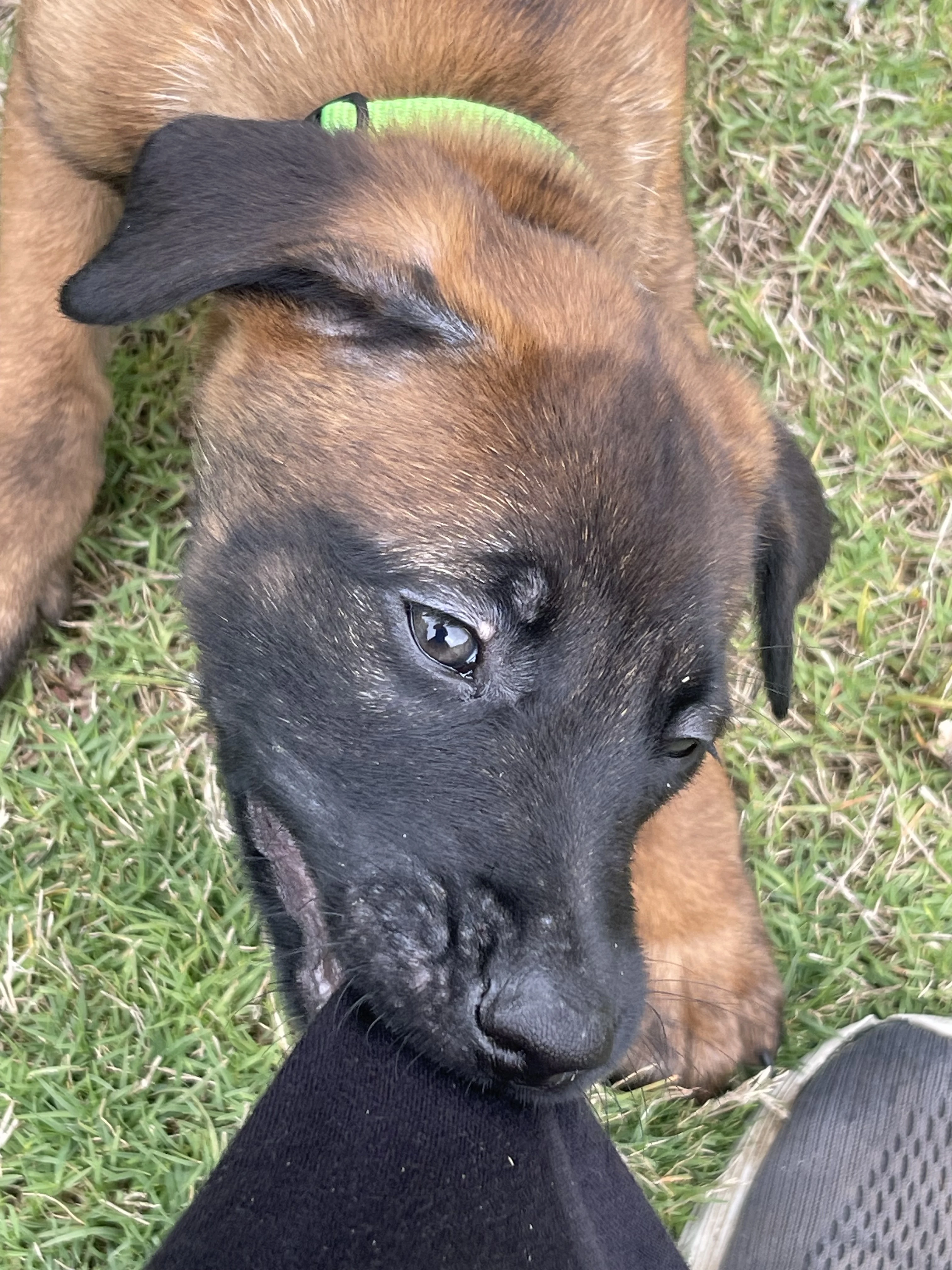 Kyoshi from the Ranger x Mila litter during puppy evaluation and development.