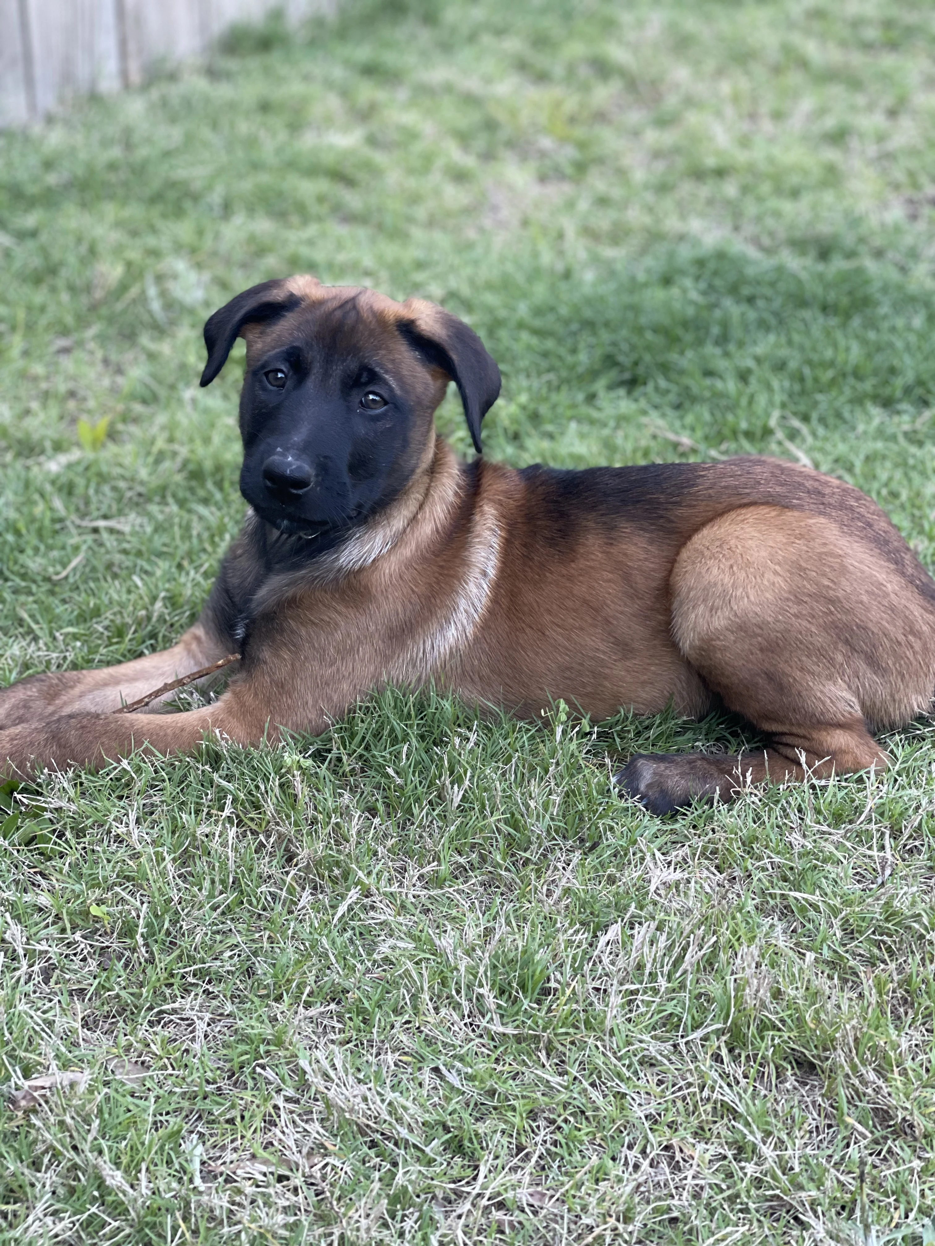 Kyoshi from the Ranger x Mila litter during puppy evaluation and development.