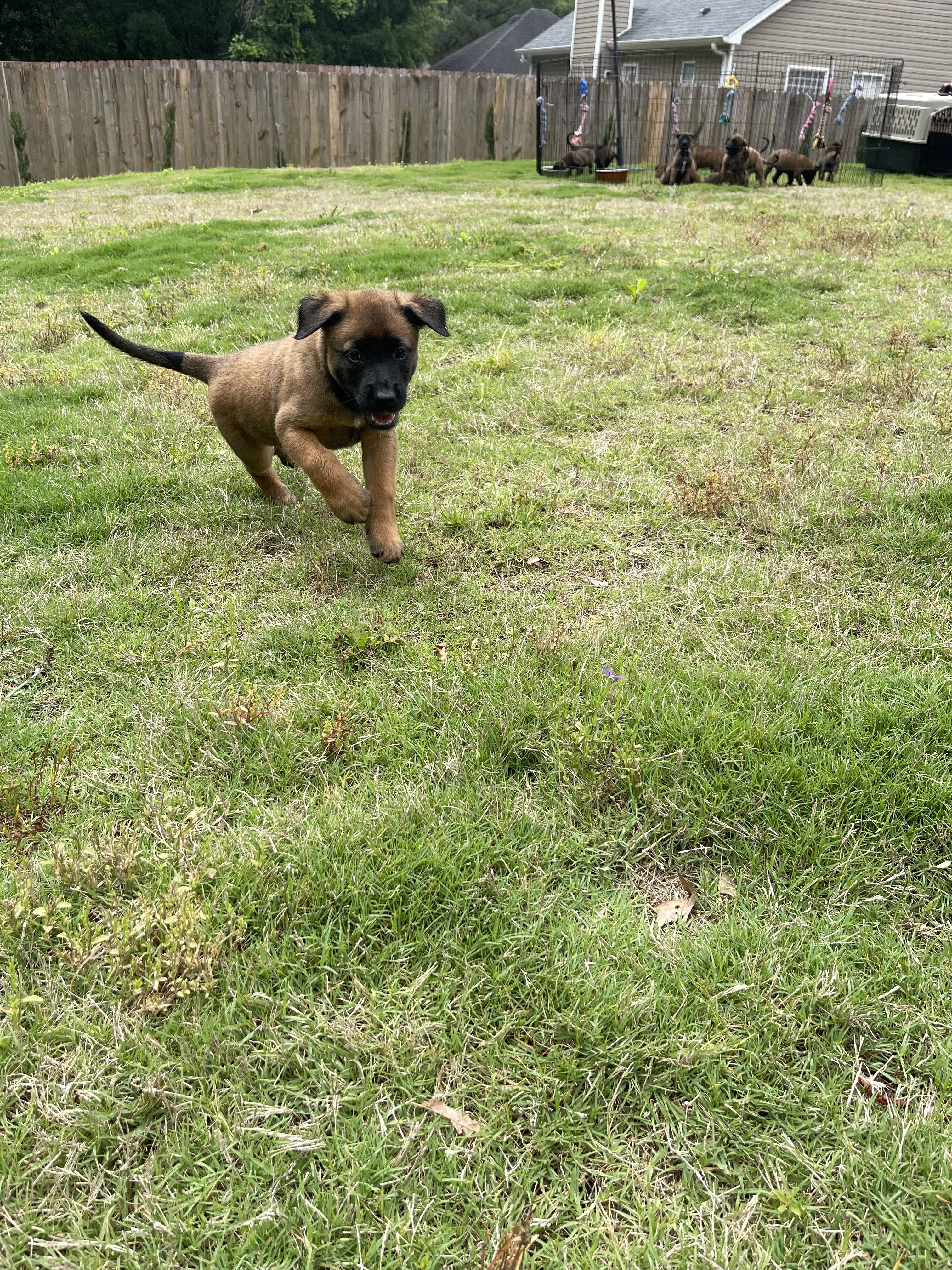 Mai from the Ranger x Mila litter during puppy evaluation and development.