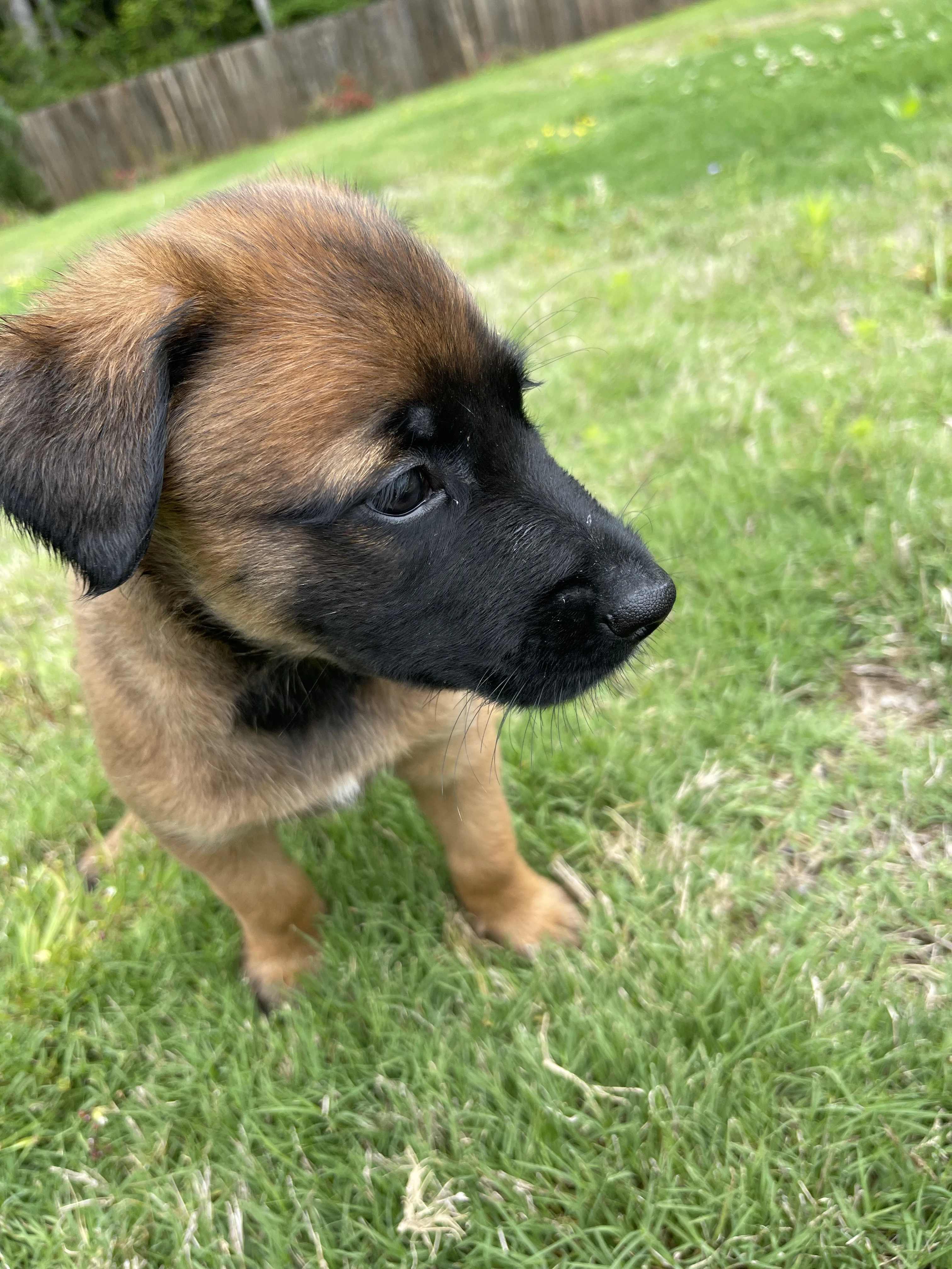 Mai from the Ranger x Mila litter during puppy evaluation and development.