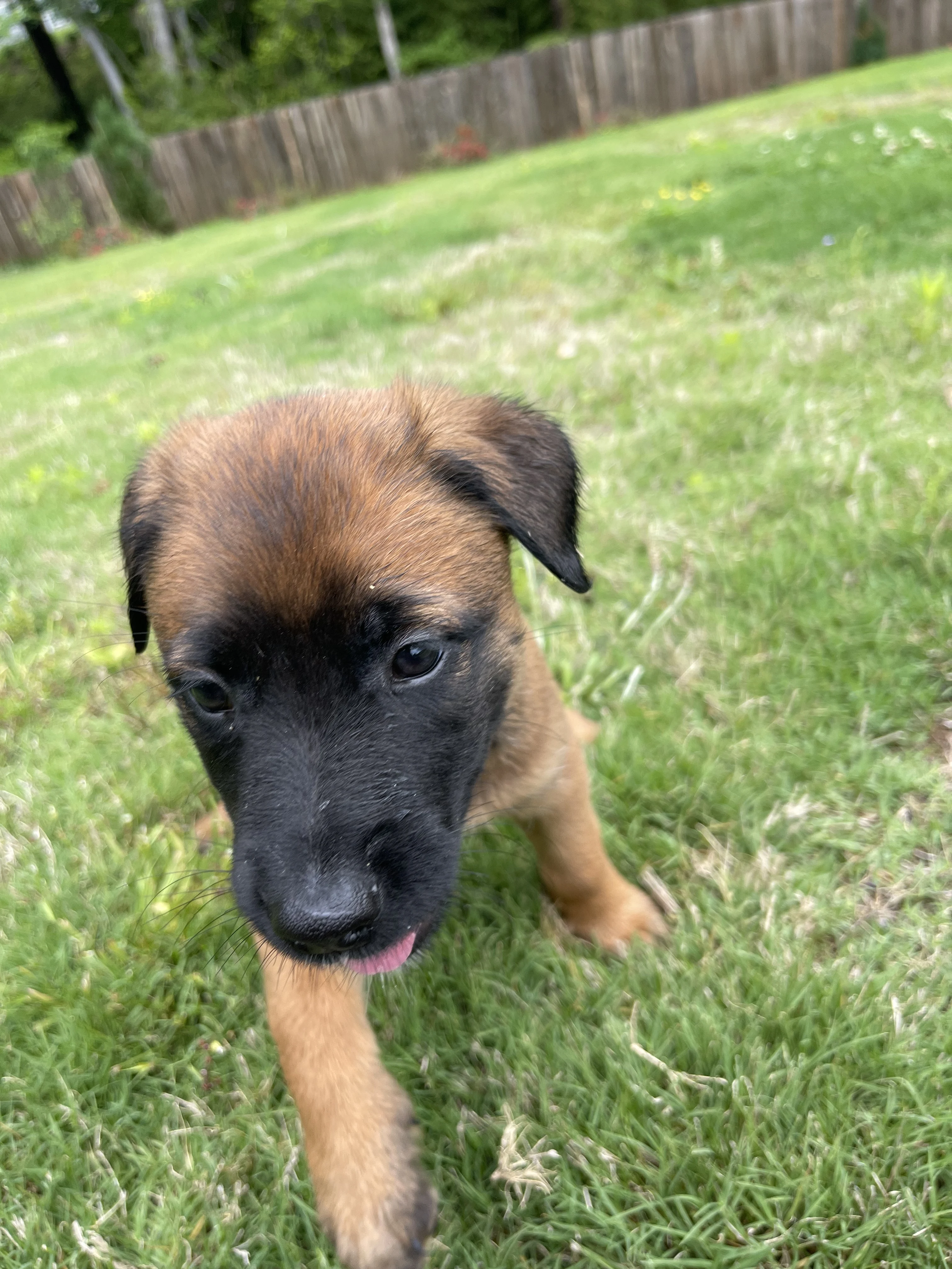 Mai from the Ranger x Mila litter during puppy evaluation and development.