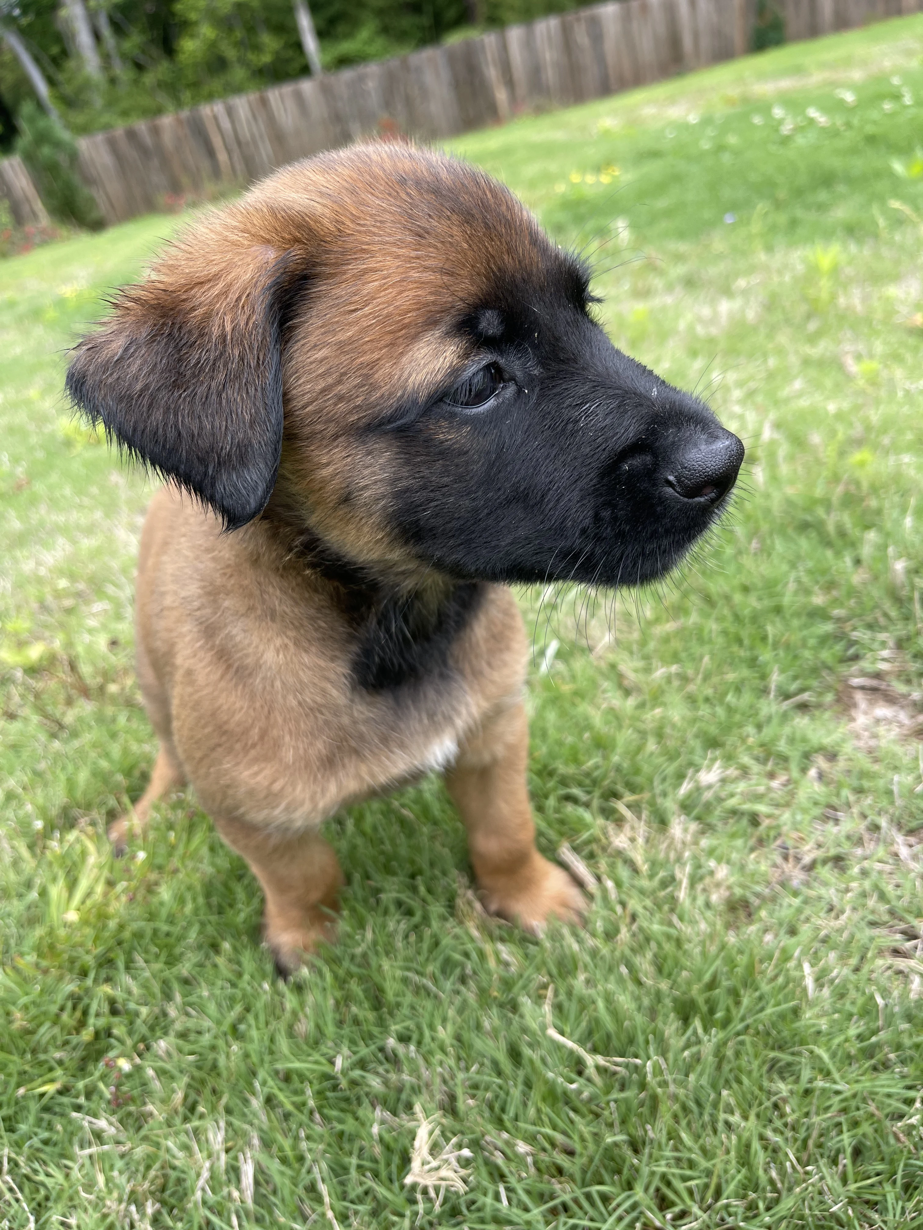 Mai from the Ranger x Mila litter during puppy evaluation and development.