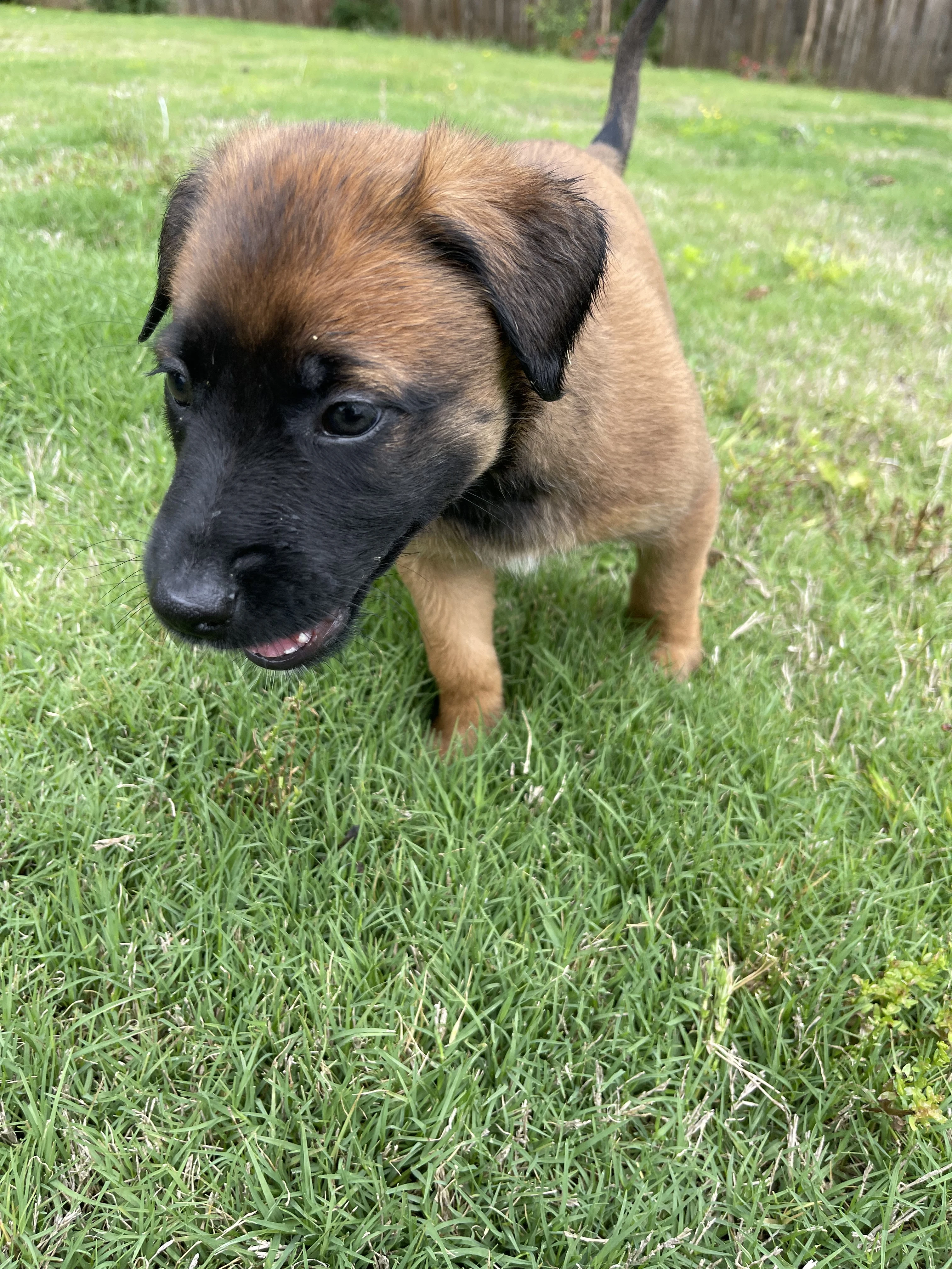 Mai from the Ranger x Mila litter during puppy evaluation and development.