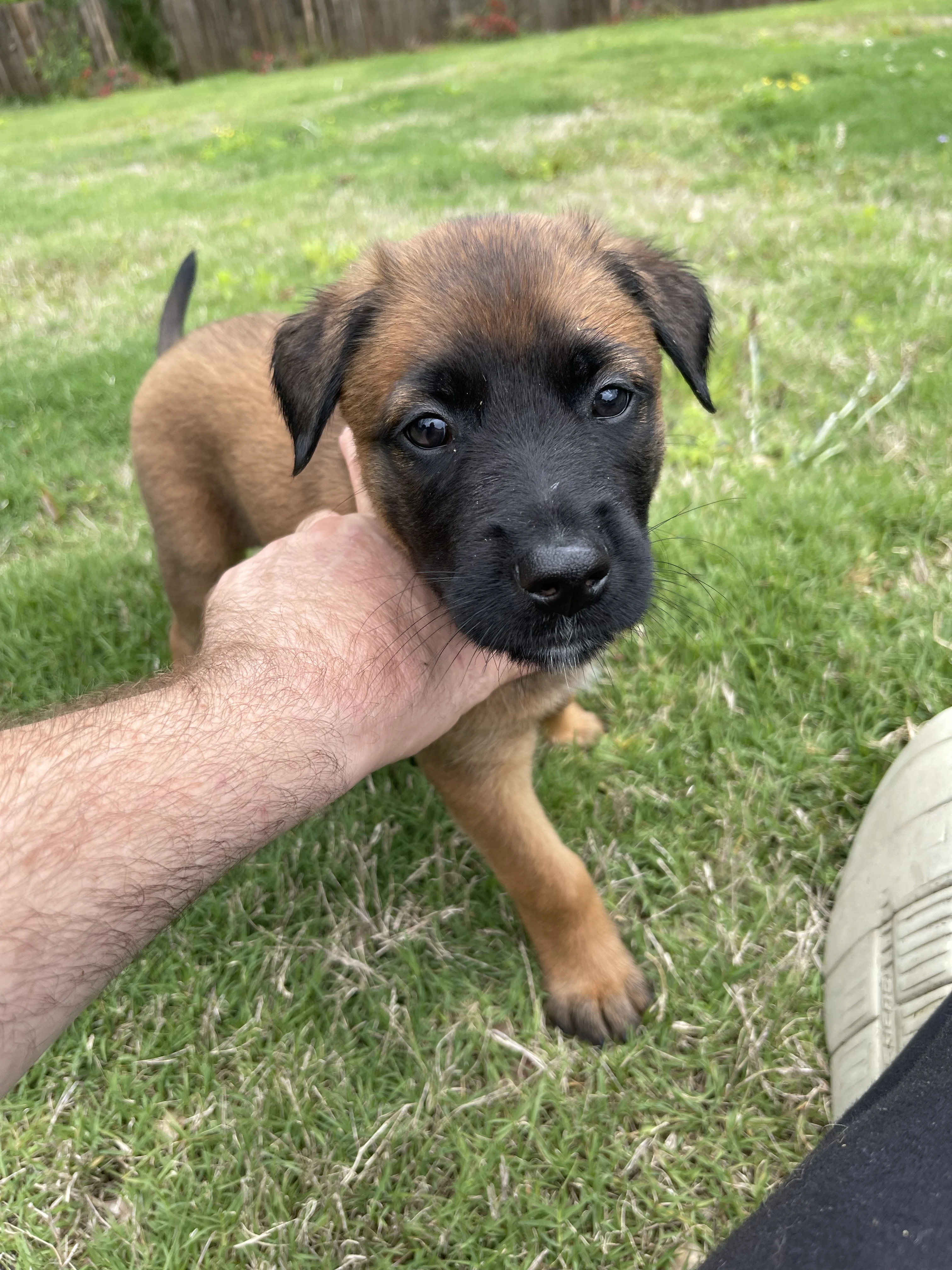 Mai from the Ranger x Mila litter during puppy evaluation and development.