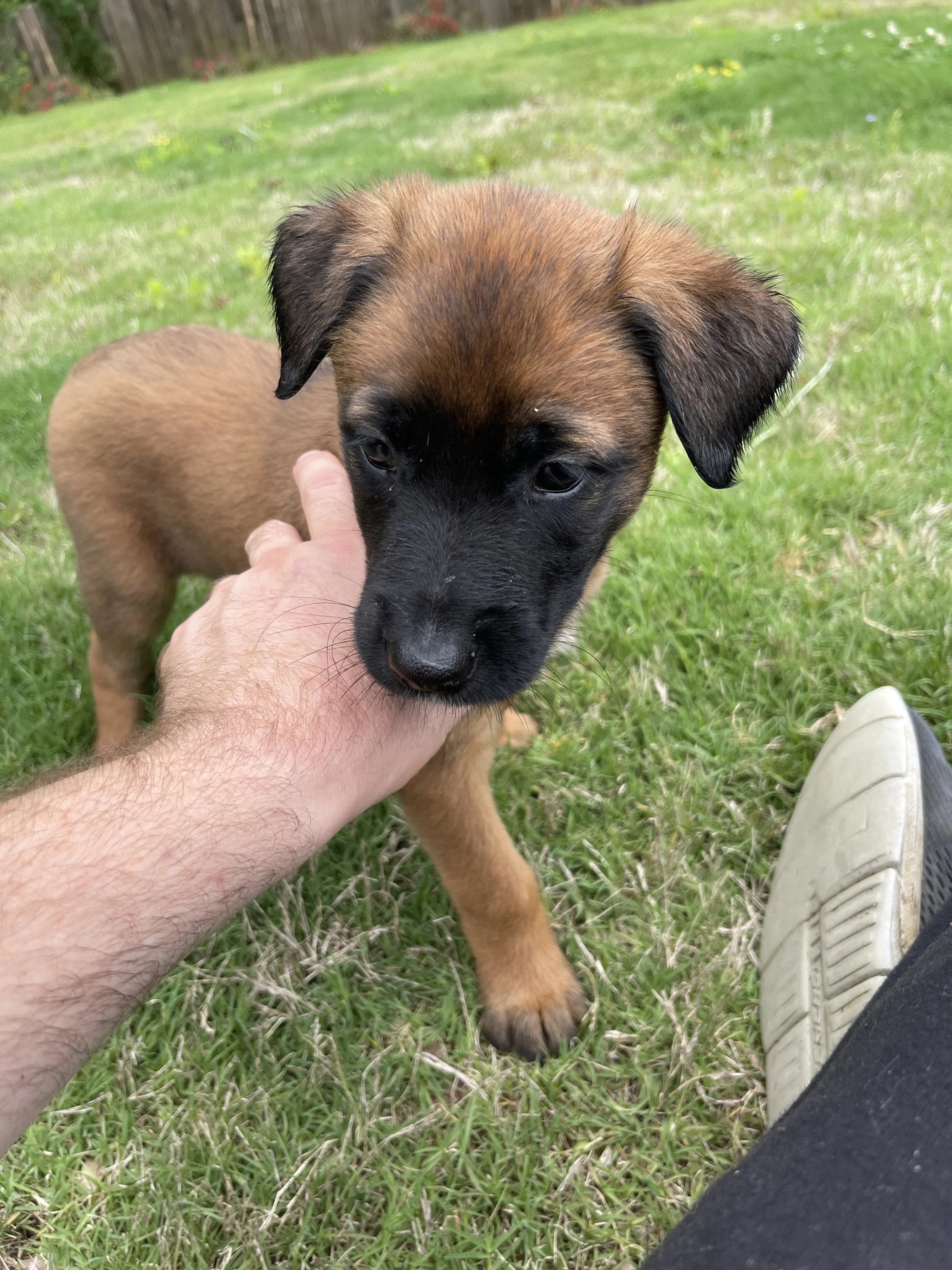 Mai from the Ranger x Mila litter during puppy evaluation and development.