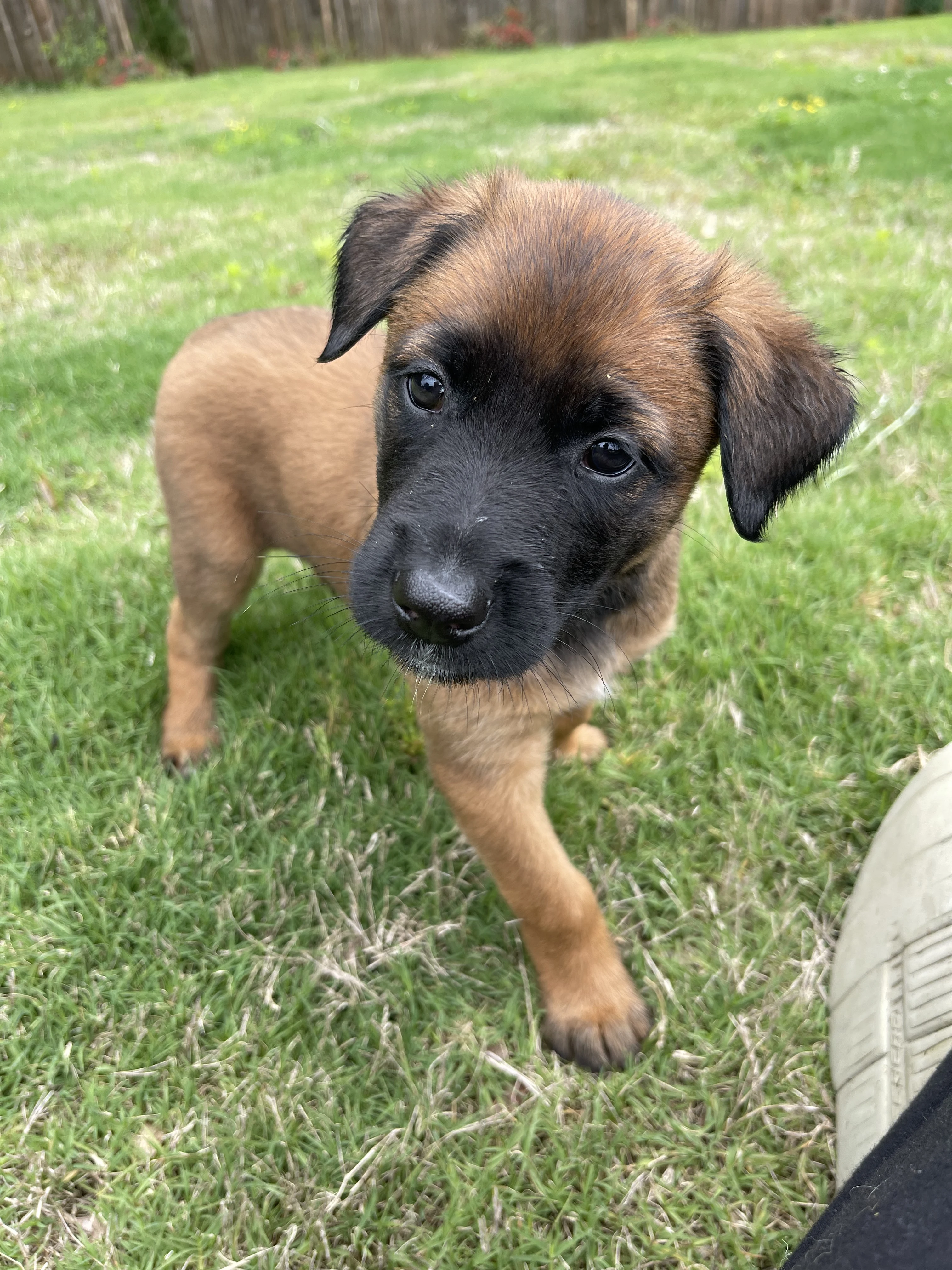 Mai from the Ranger x Mila litter during puppy evaluation and development.