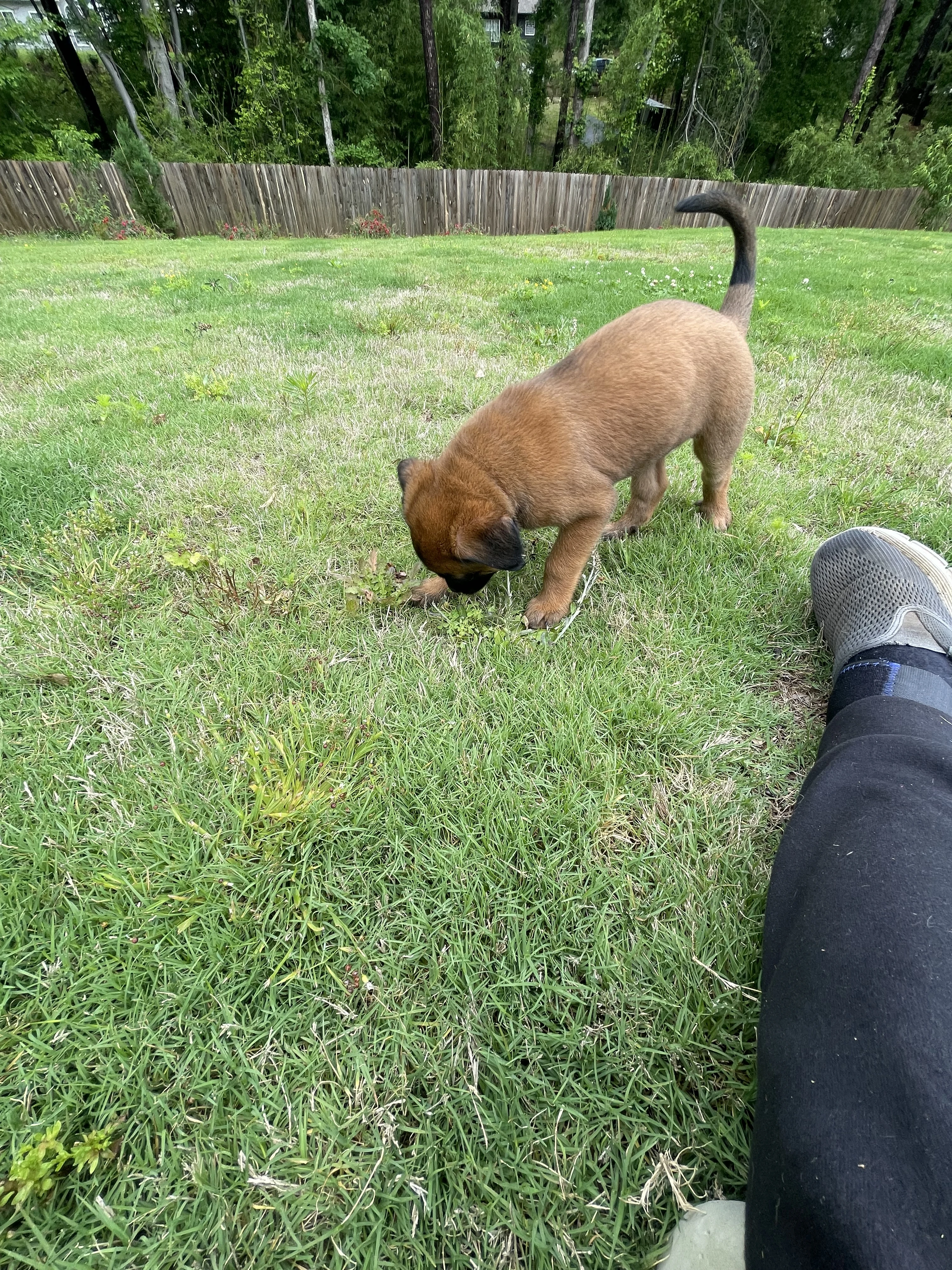 Mai from the Ranger x Mila litter during puppy evaluation and development.