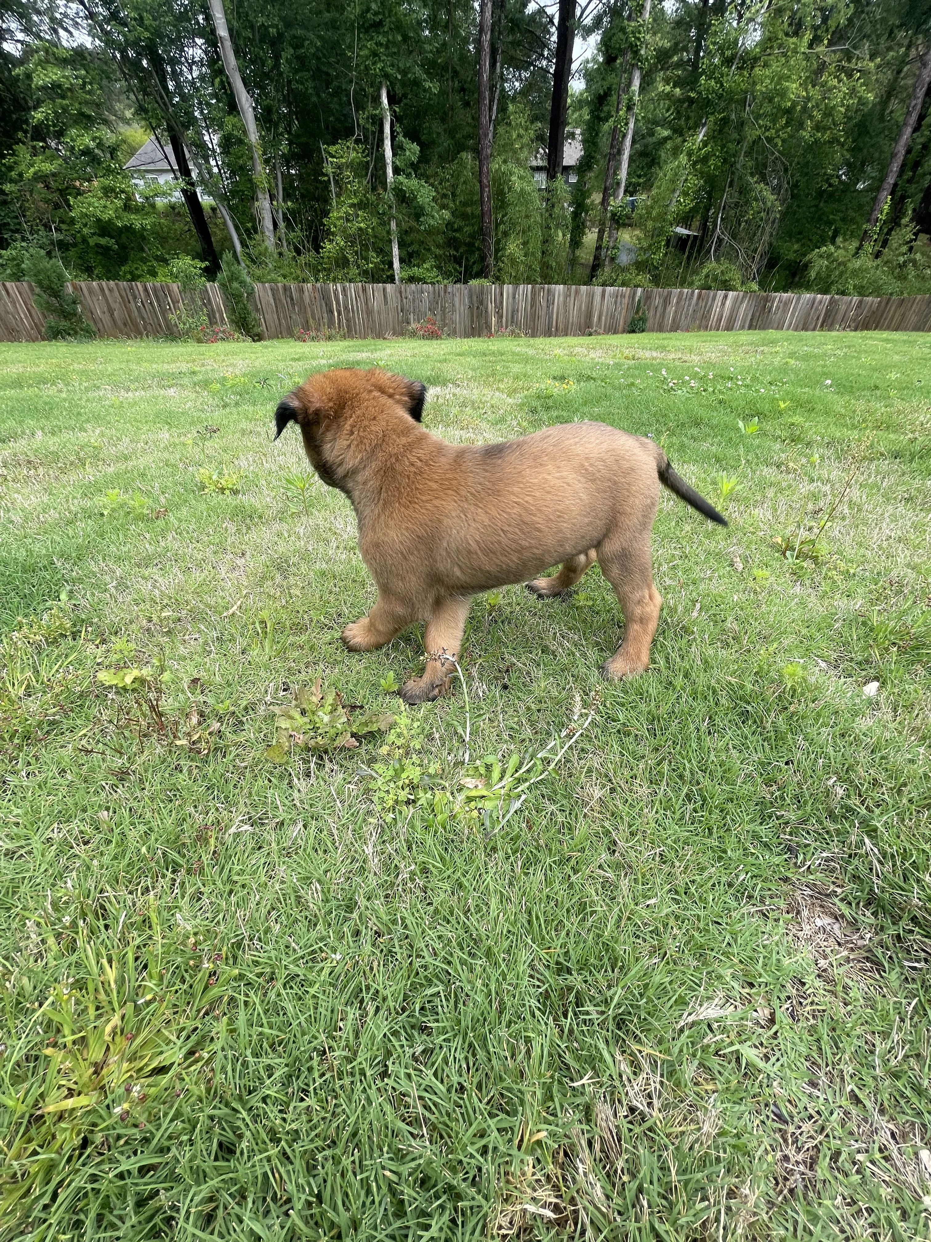 Mai from the Ranger x Mila litter during puppy evaluation and development.