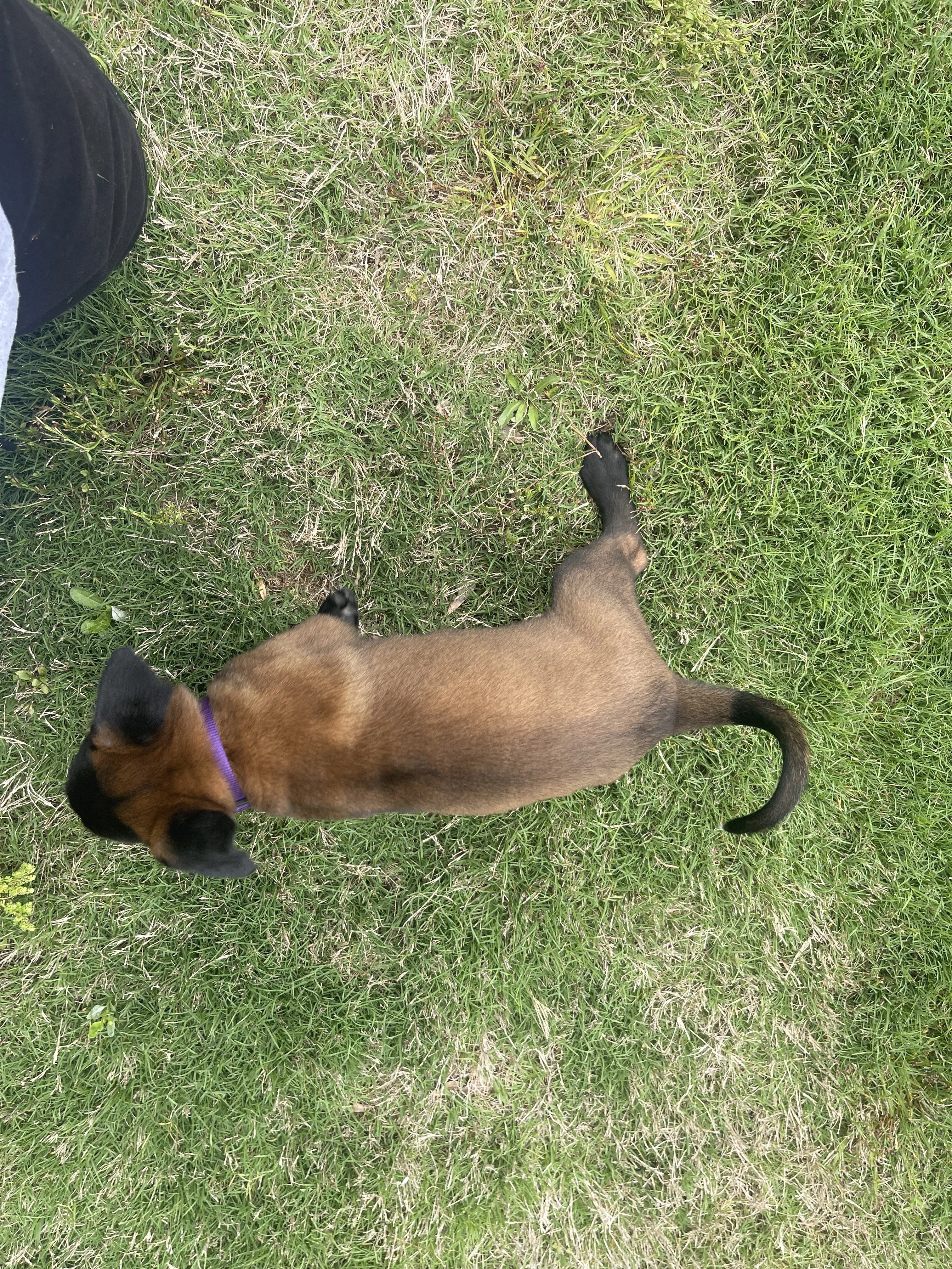 Mai from the Ranger x Mila litter during puppy evaluation and development.