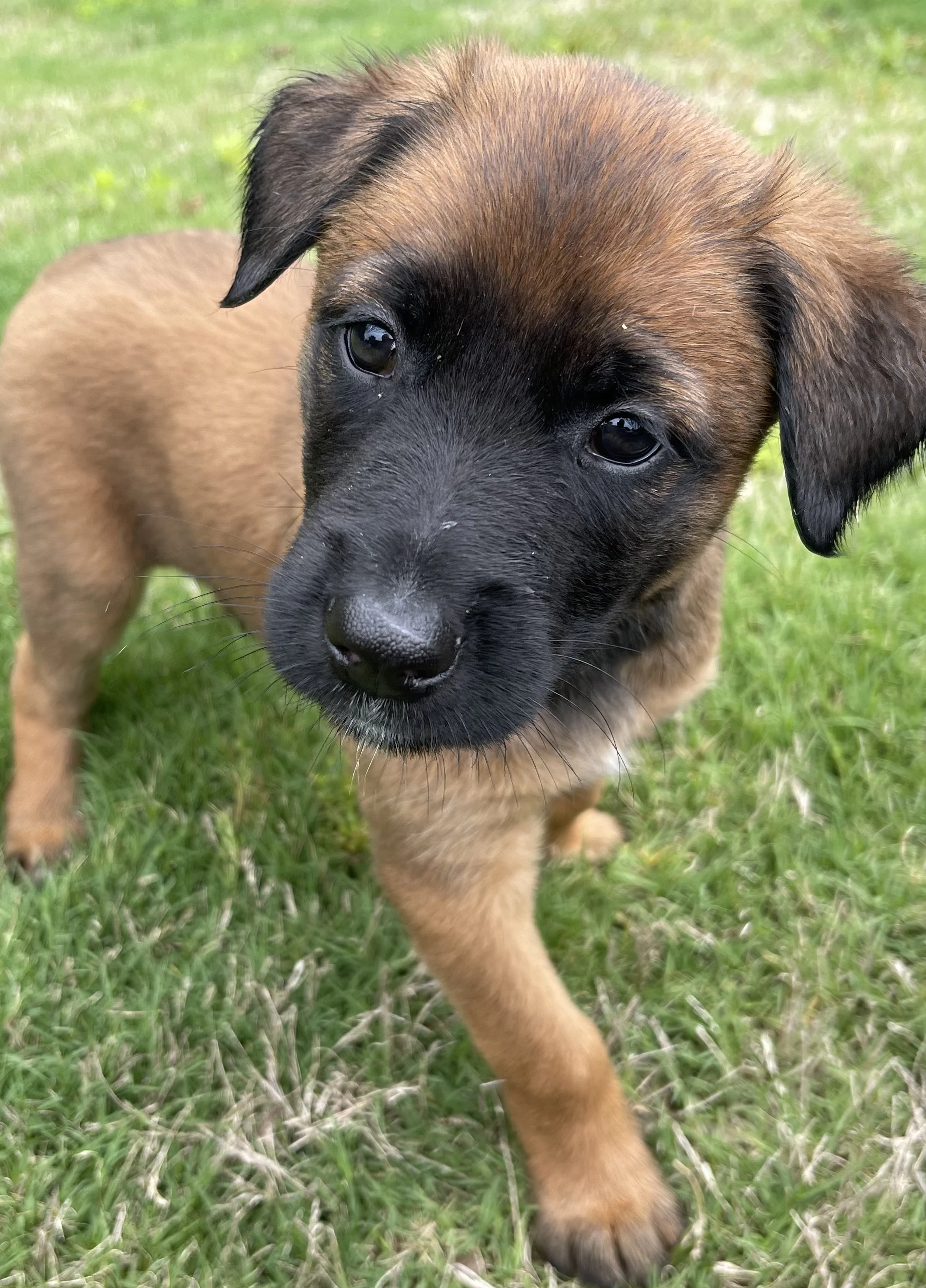 Mai, Yellow-collar female puppy.
