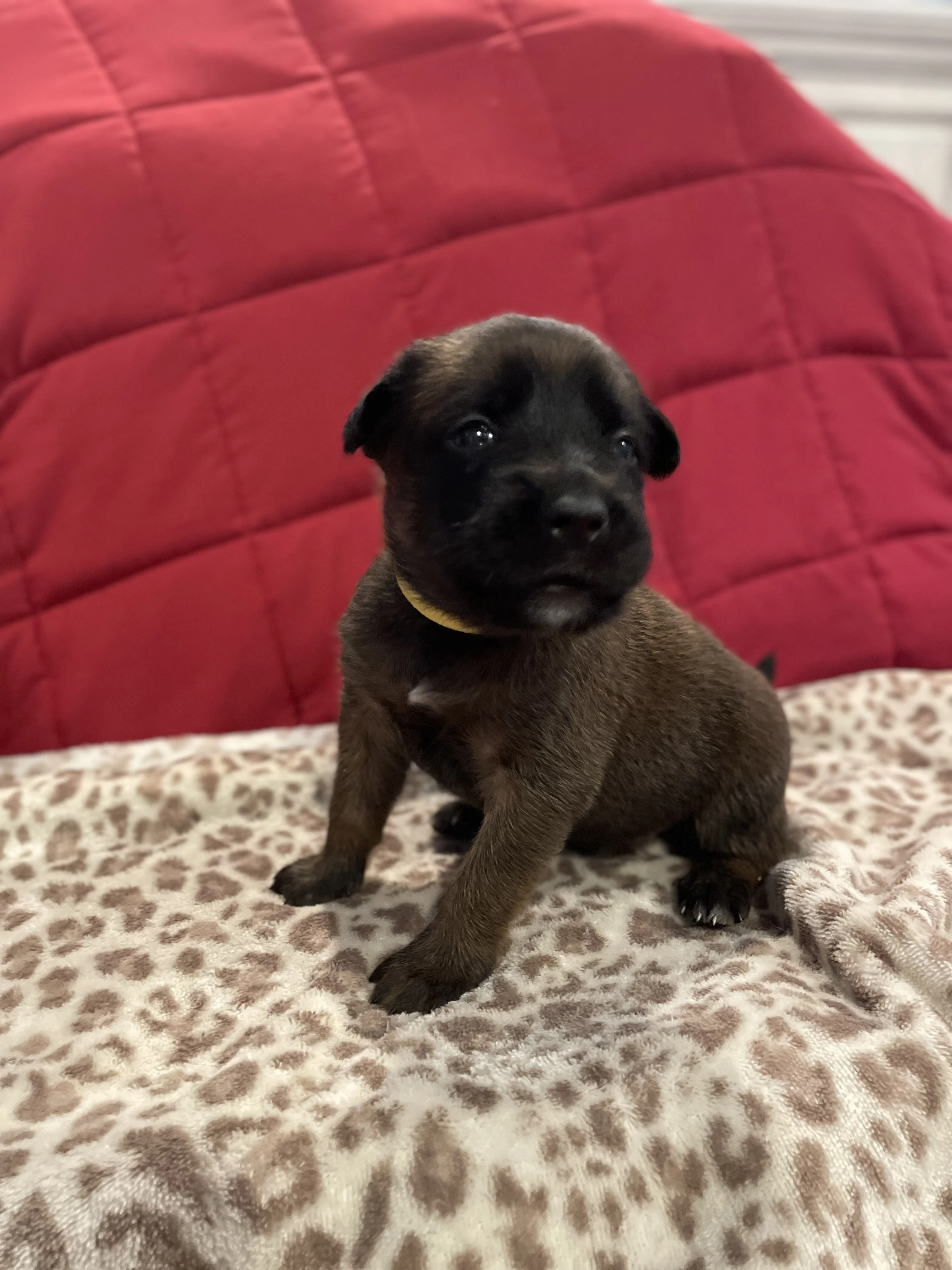 Mai from the Ranger x Mila litter during puppy evaluation and development.